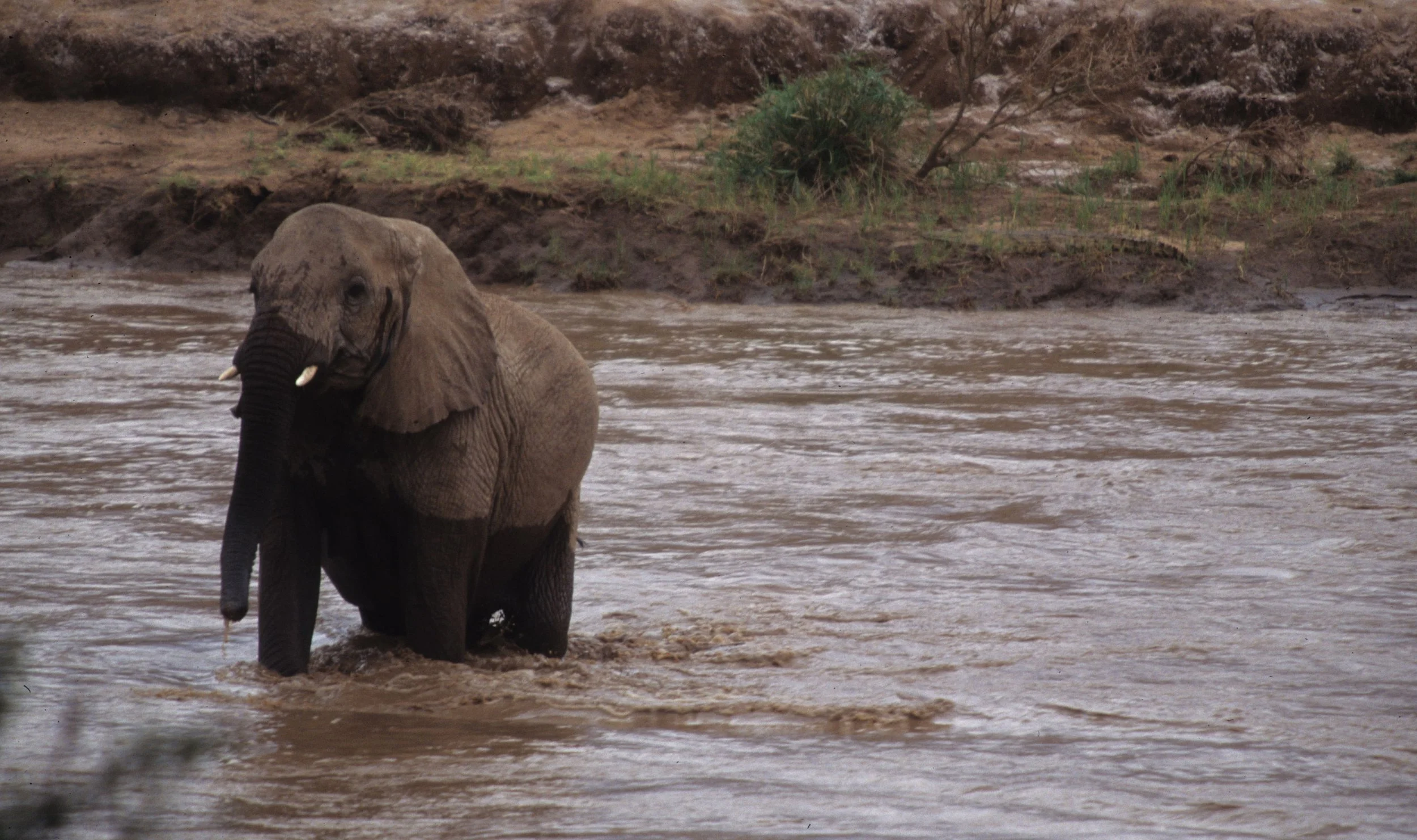 ELEPHANT - SHABA C.jpg