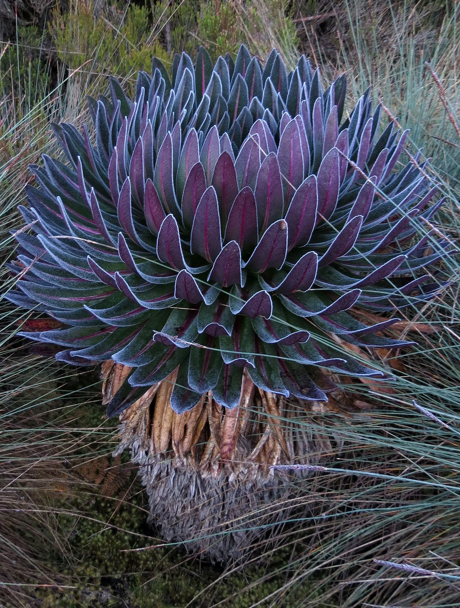 RWENZORI NATIONAL PARK UGANDA (195).JPG