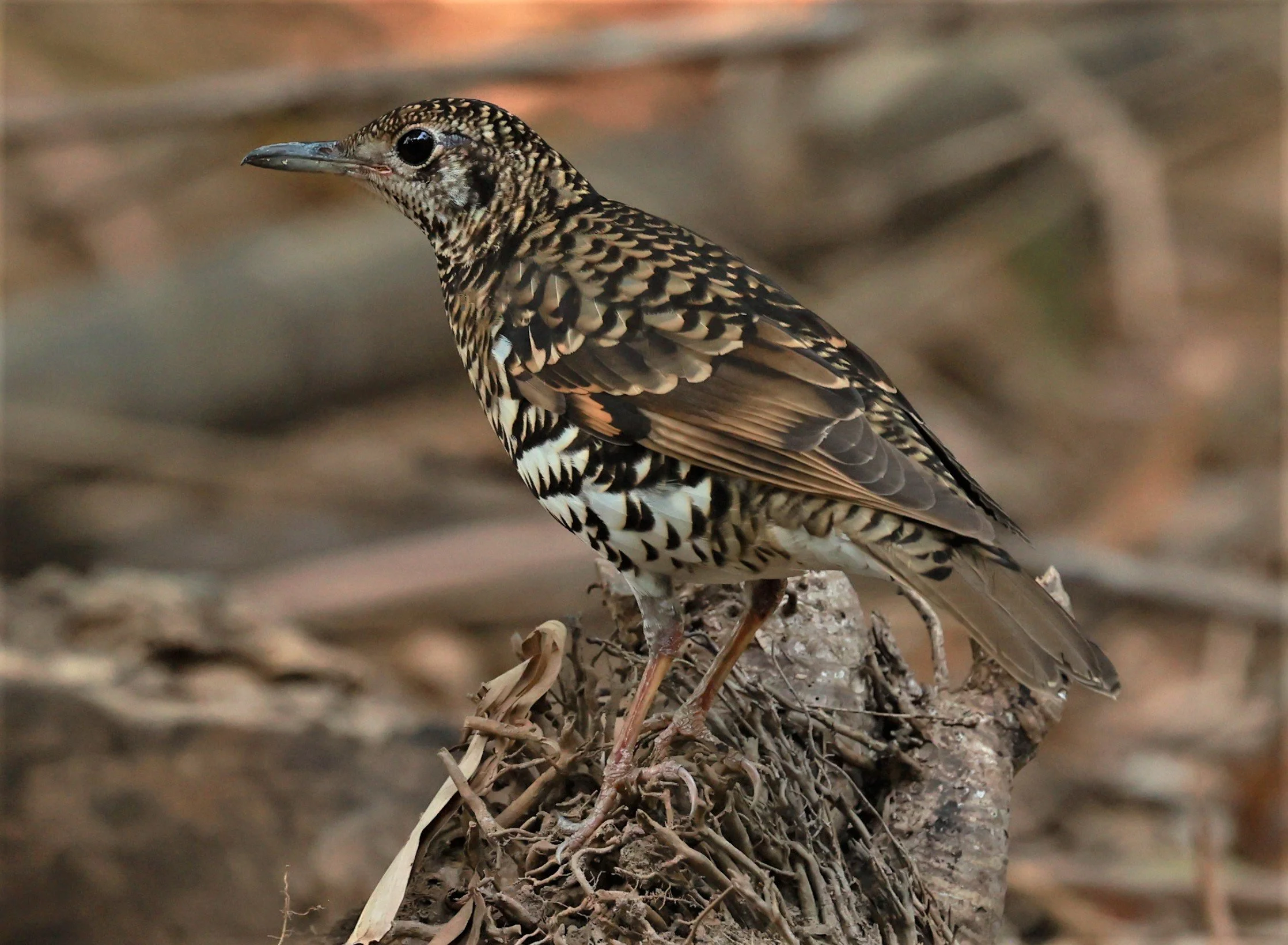 White's Thrush (Zoothera aurea) Putthamonthon Park Nakhon Pathom Thailand (66).jpg