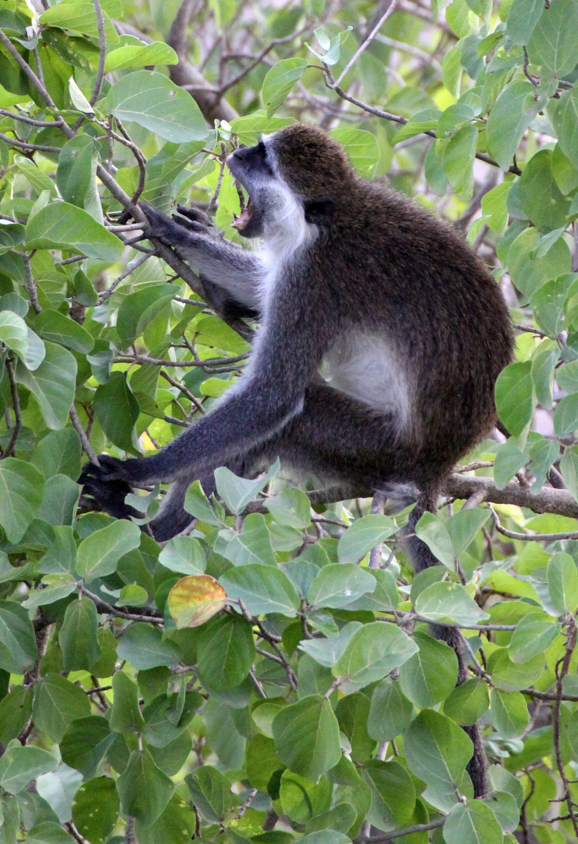 CERCOPITHECIDAE - Chlorocebus aethiops - GRIVET MONKEY - AWASH NATIONAL PARK ETHIOPIA (22).JPG