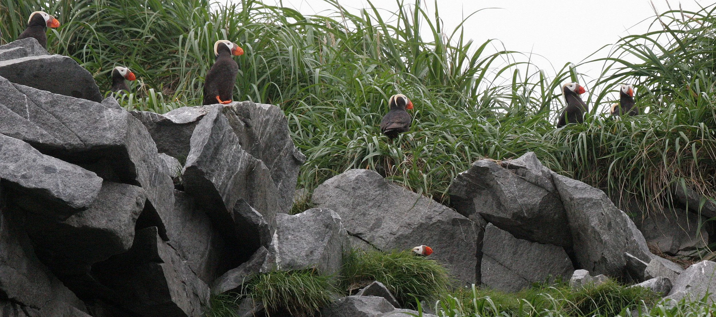 Fratercula cirrhata - TUFTED PUFFIN - COAST OF KAMCHATKA (85).jpg