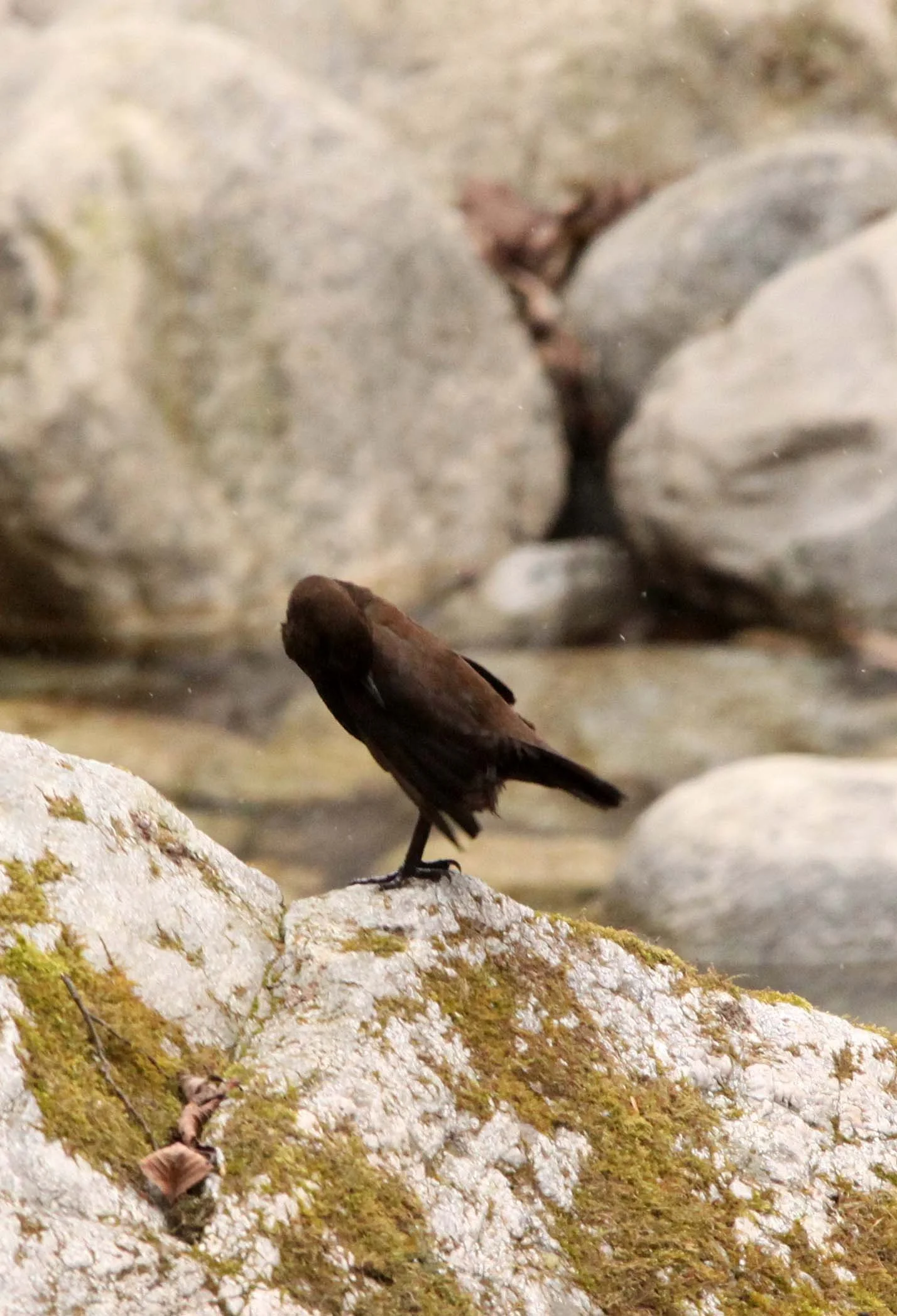 Brown dipper (Cinclus pallasii) Foping Nature Reserve Shaanxi China (19).JPG