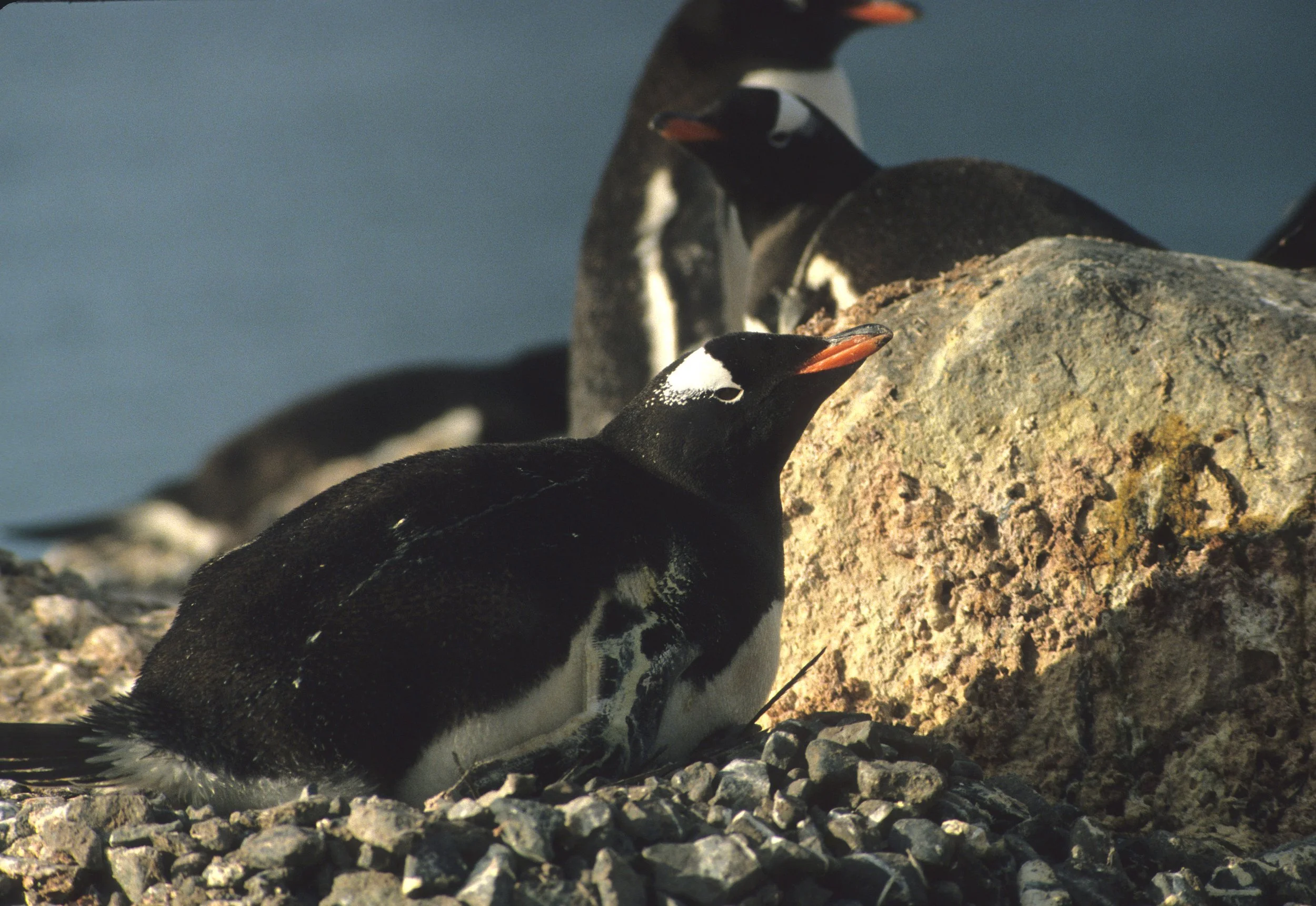 Gentoo Penguin (Pygoscelis papua) Antarctic Peninsula scanned slides 1996 (33).jpg
