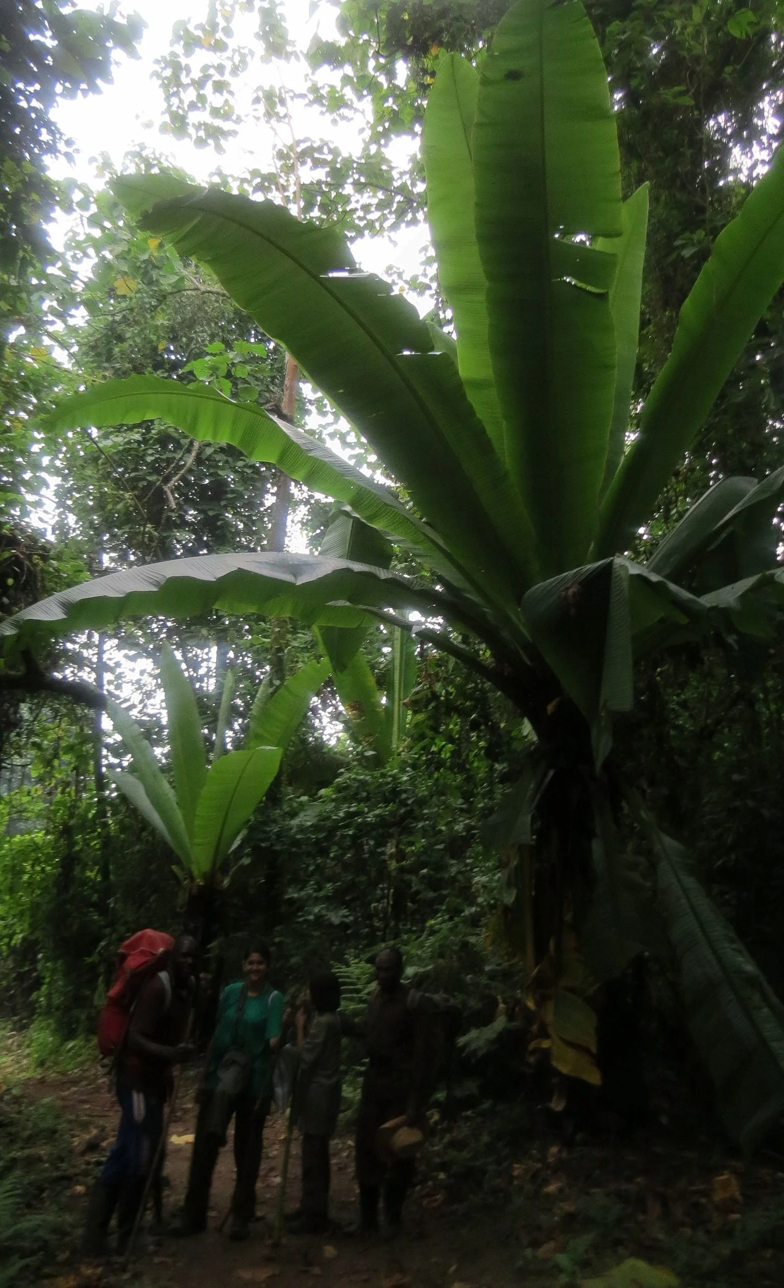 RWENZORI NATIONAL PARK UGANDA (287).JPG
