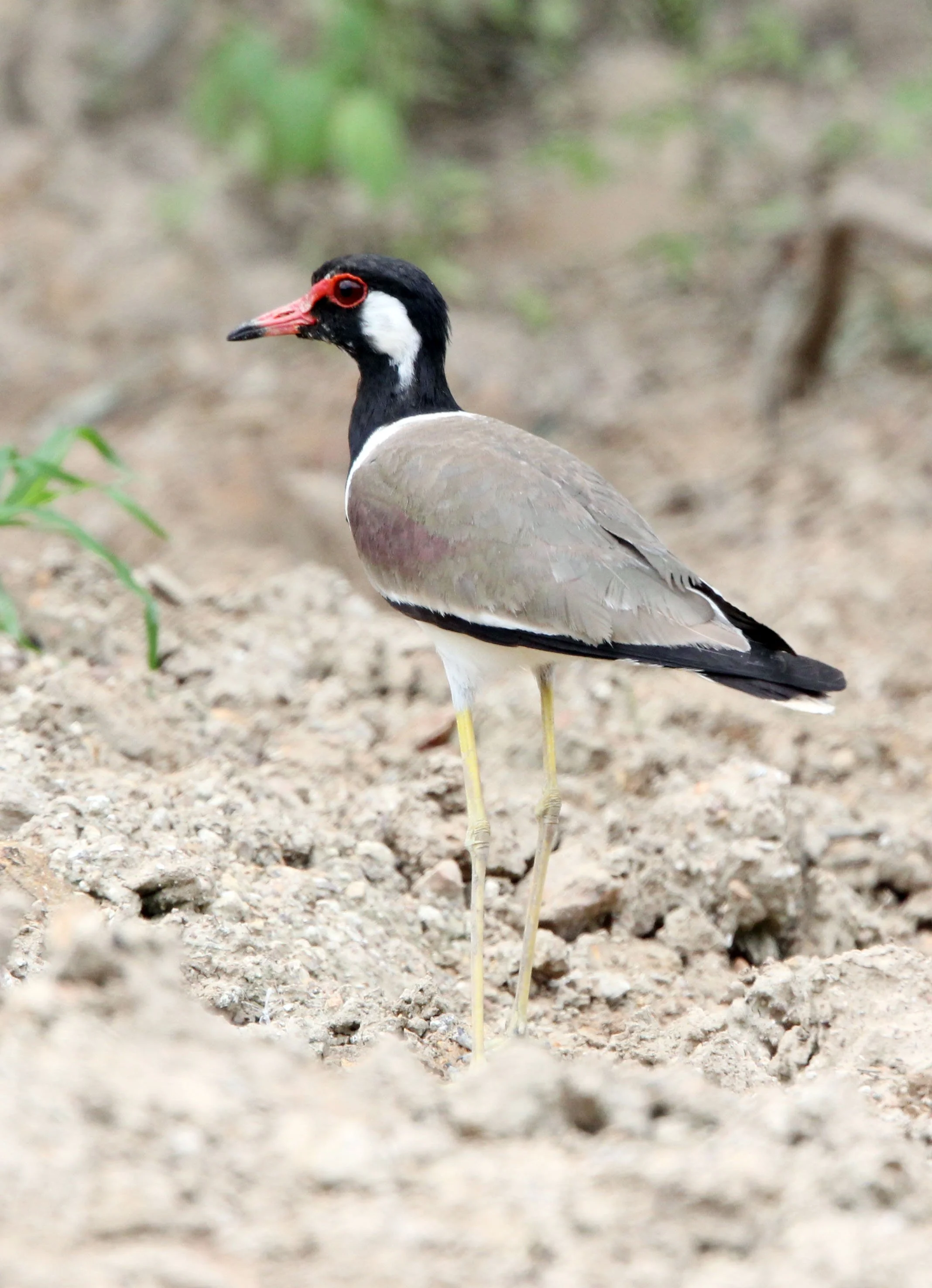 LAPWING - RED-WATTLED LAPWING - Vanellus indicus - KAENG KRACHAN NATIONAL PARK THAILAND (3).JPG