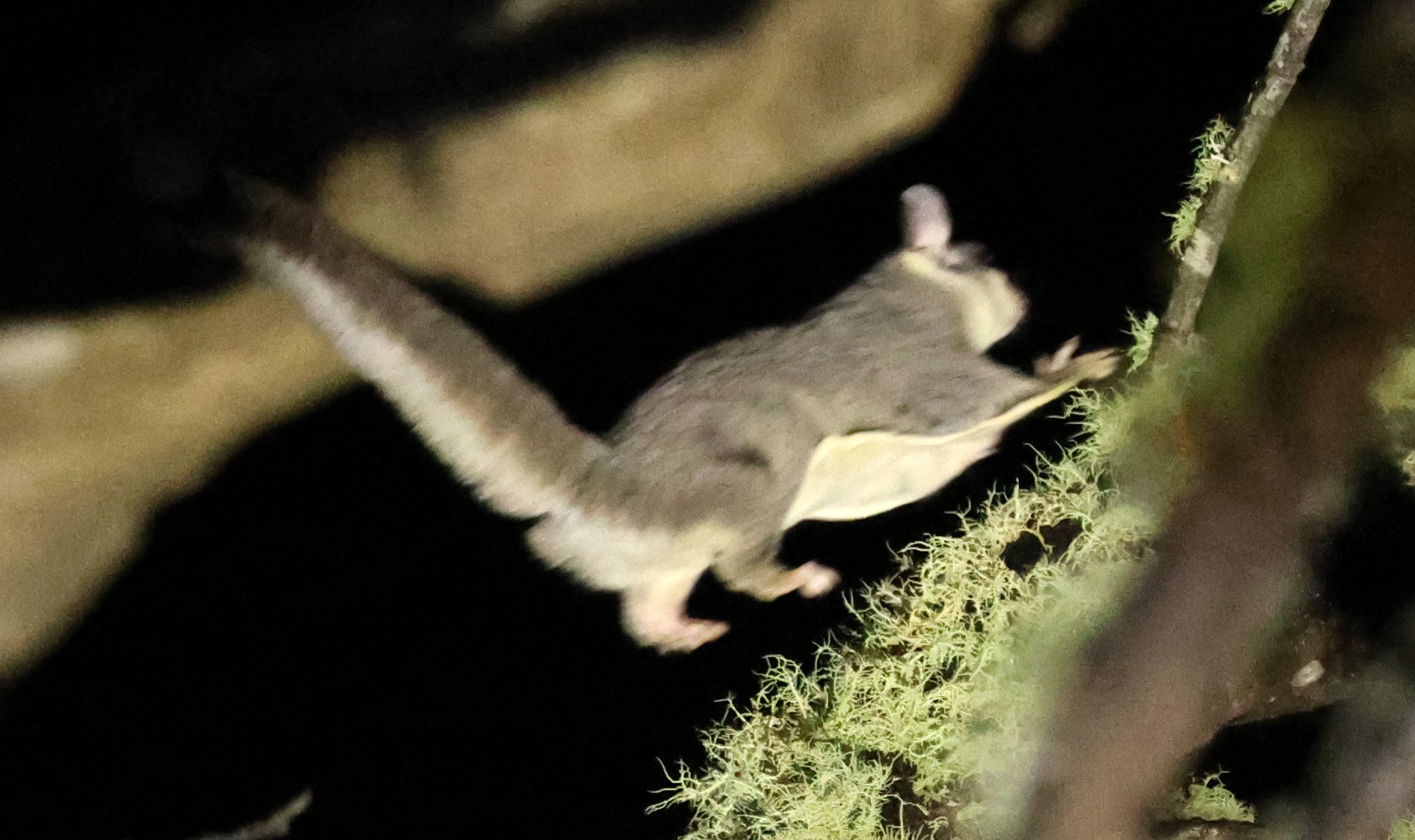 Krefft's Glider (Petaurus notatus) Oreilly's at Lamington NP - Queensland 
