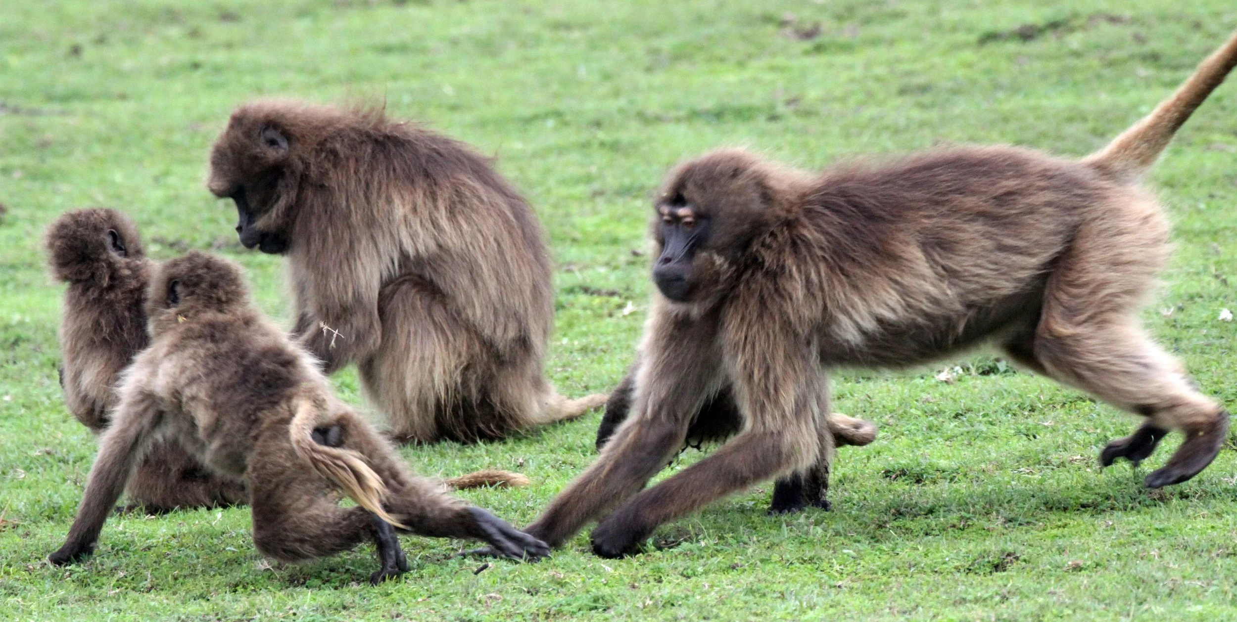 CERCOPITHECIDAE - Theropithecus gelada - GELADA - SIMIEN MOUNTAINS NATIONAL PARK ETHIOPIA (1536).JPG