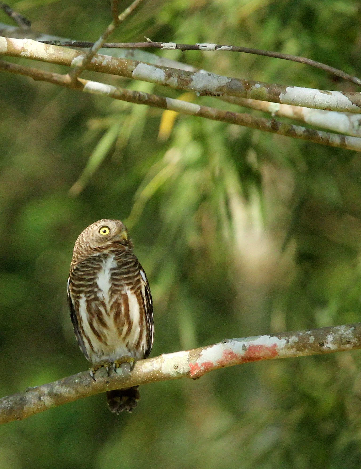 Glaucidium cuculoides - ASIAN BARRED OWLET - HUAI KHA KHAENG NATURE RESERVE THAILAND (31).JPG