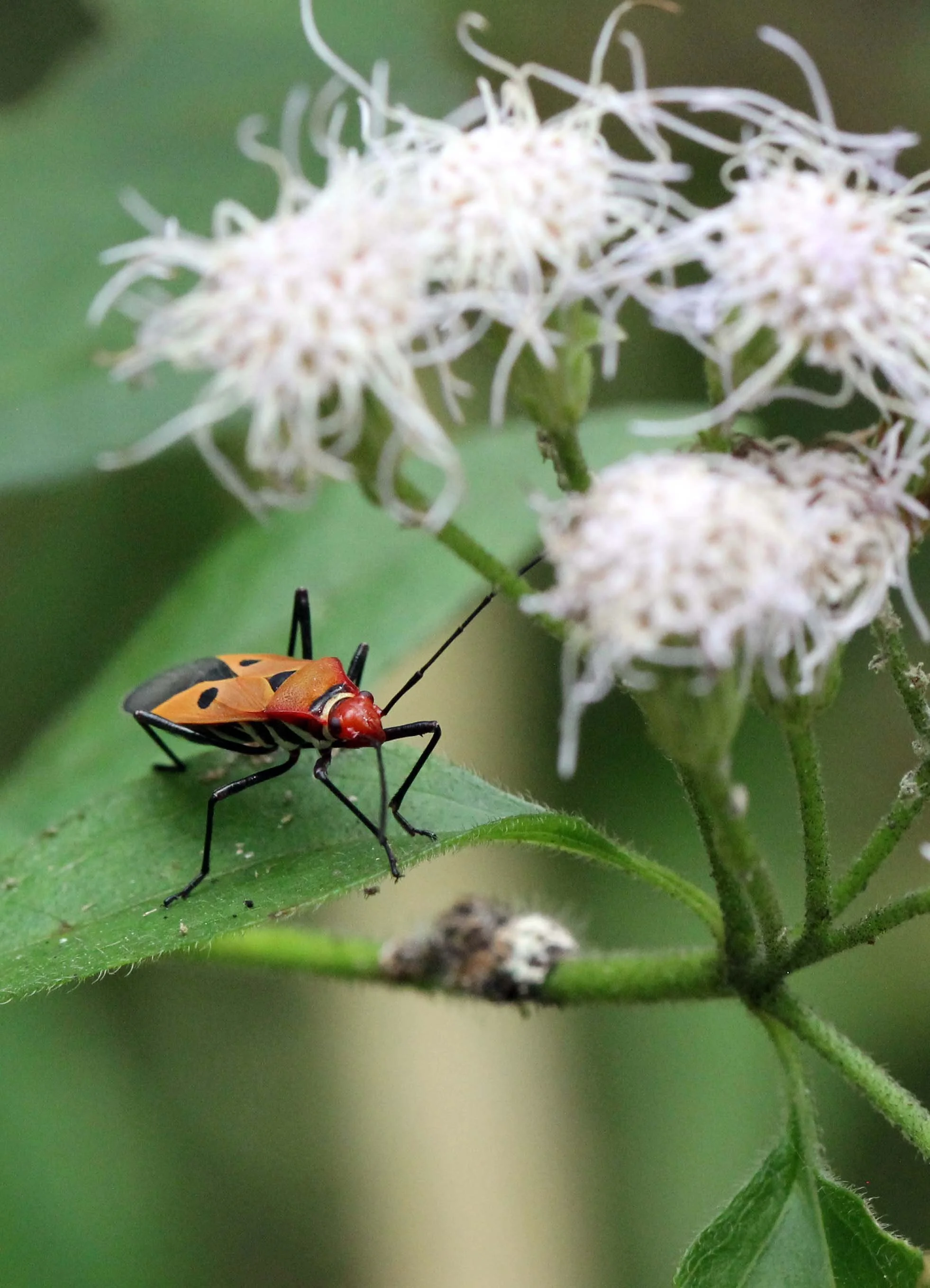 Dysdercus cingulatus - Sigiriya Forest, Sri Lanka (6).JPG