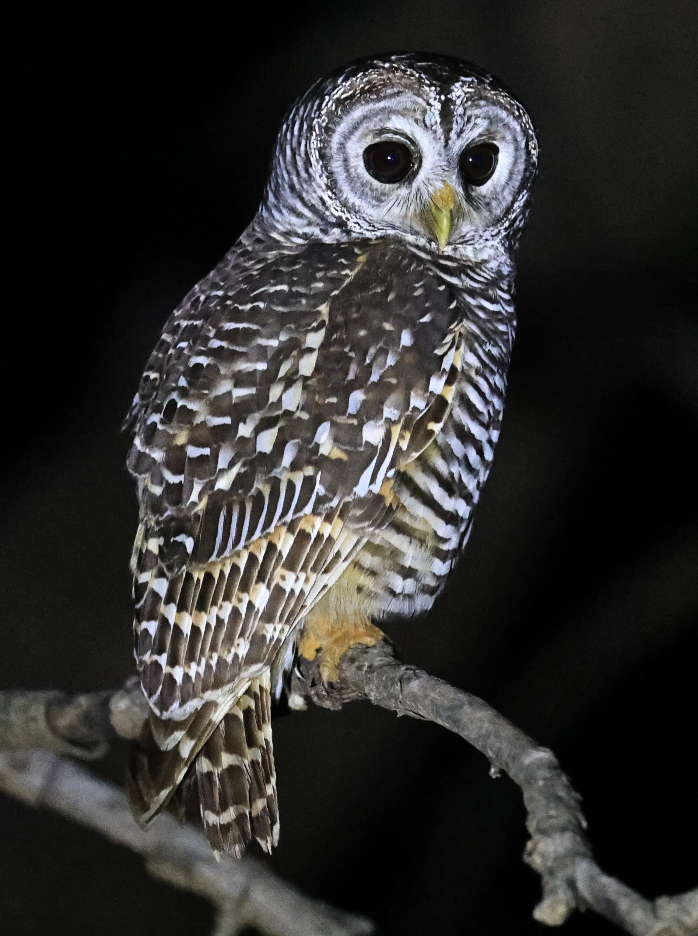Chaco Owl (Strix chacoensis) Reserva Nueland  Selva Serena (17).jpg