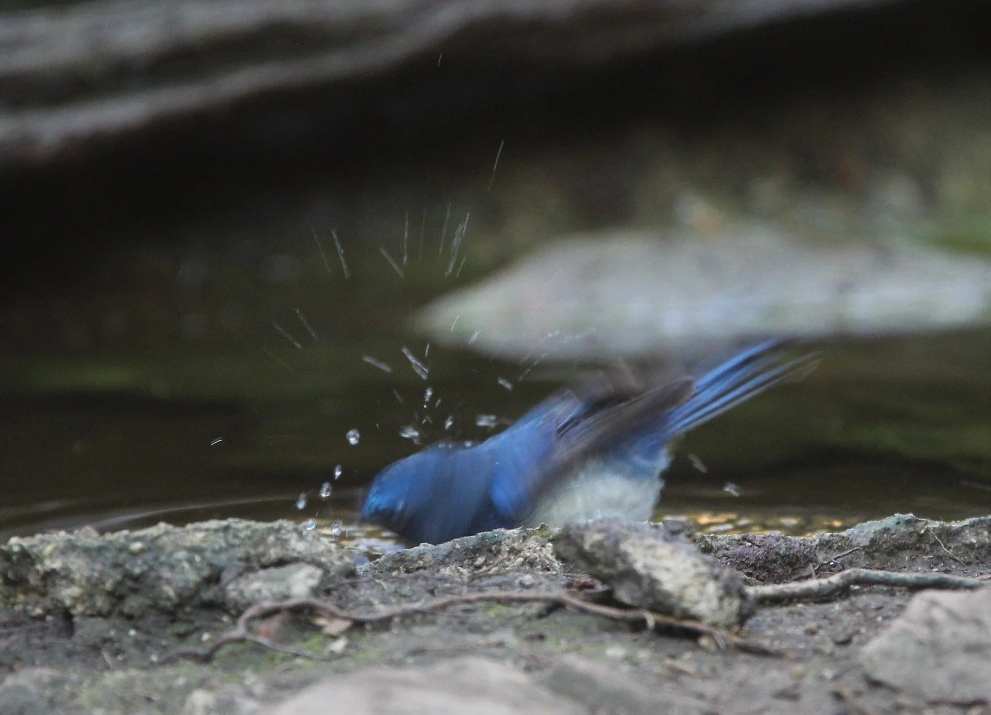MONARCH - BLACK-NAPED MONARCH - LUNG SIN HIDE KAENG KRACHAN H.jpg