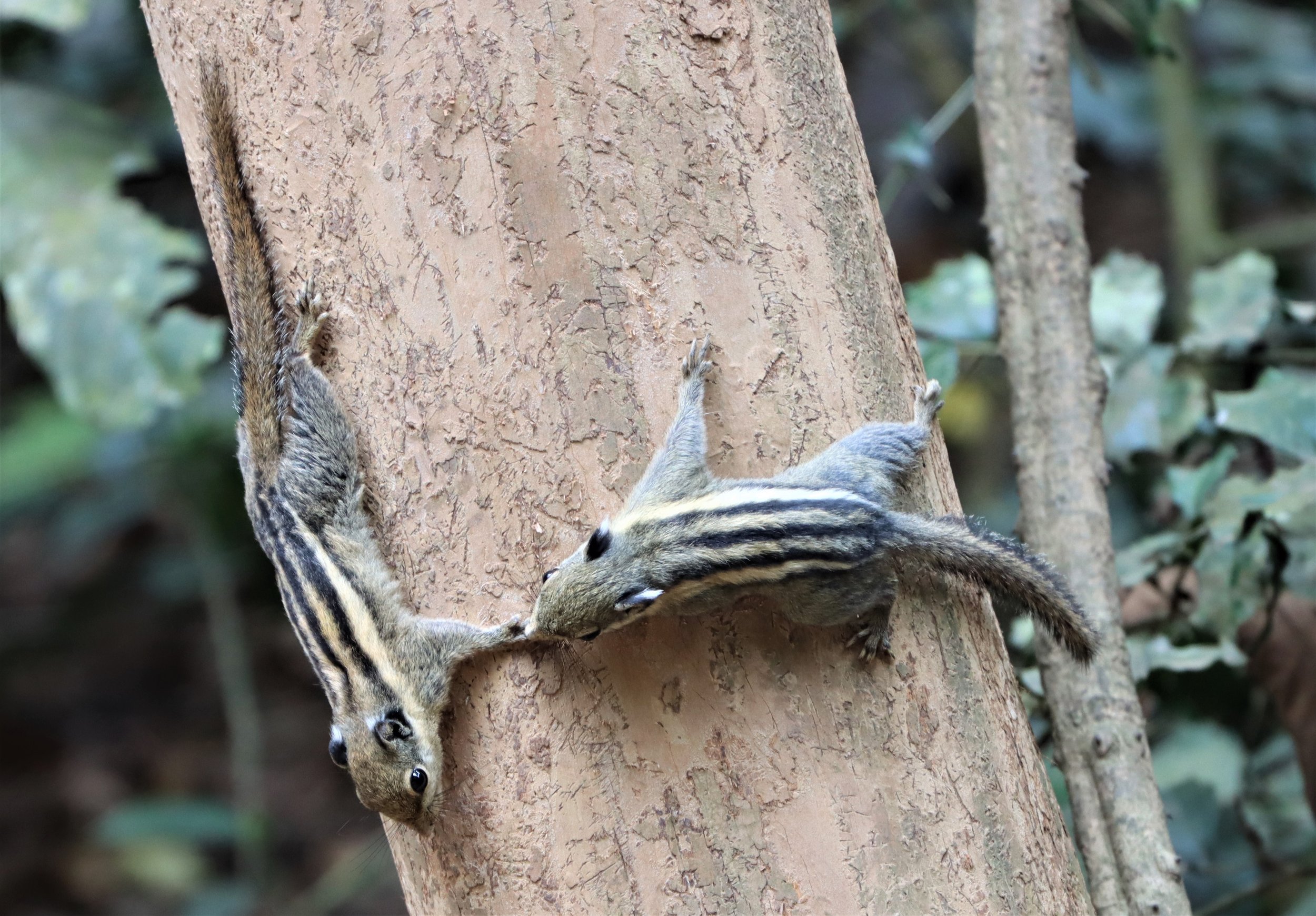 Tamiops mcclellandii - WESTERN (BURMESE) STRIPED SQUIRREL - NEUNG HIDE KAENG KRACHAN (20).jpg
