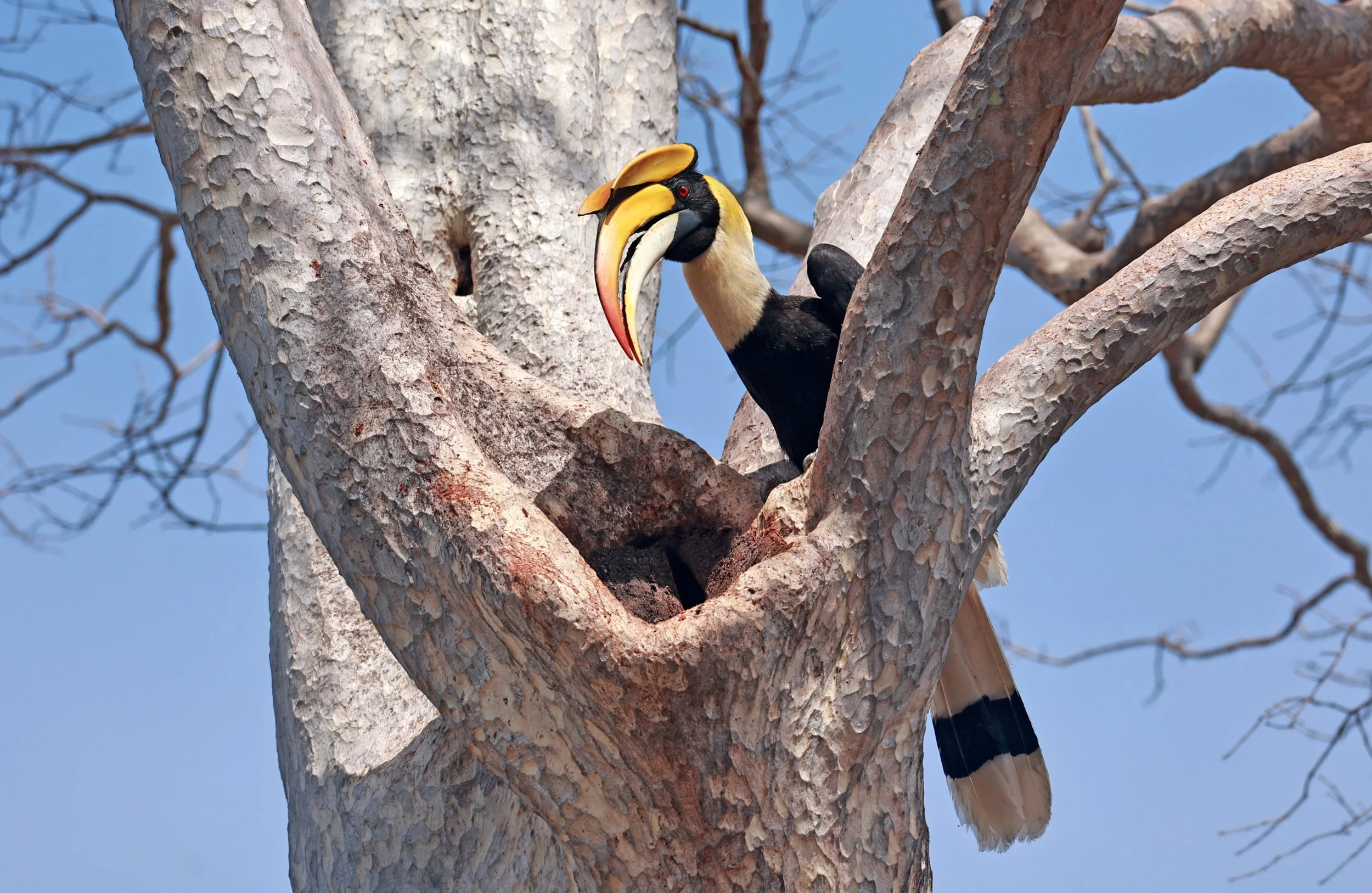 Great hornbill (Buceros bicornis) Pak Chong Mu Si Municipality Feb 2026 (53).jpg