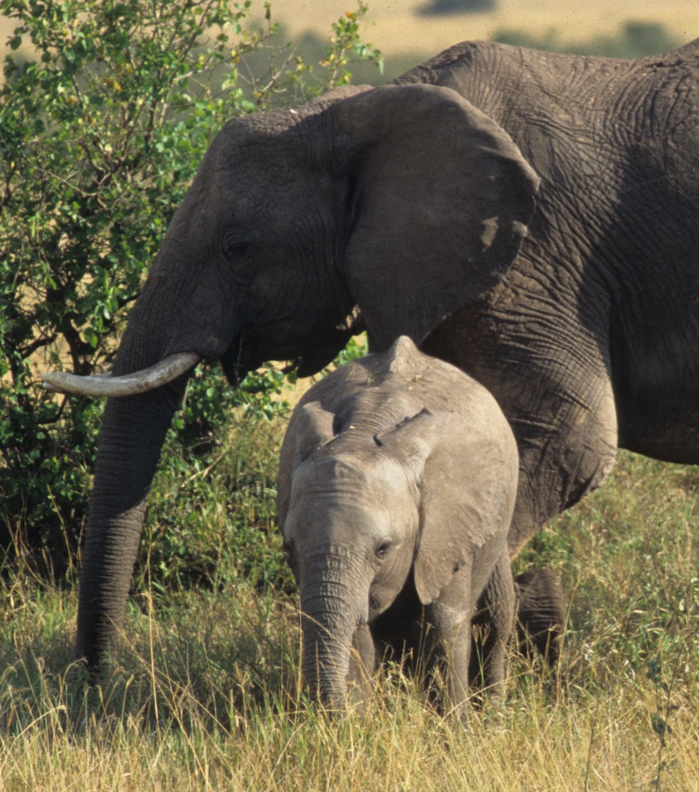 ELEPHANT - SERENGETI 47A.jpg