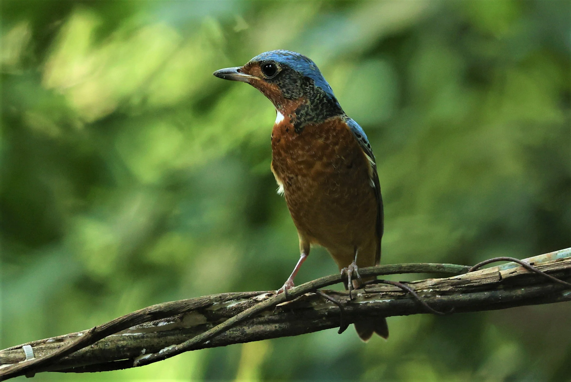 ROCK-THRUSH - WHITE-THROATED ROCK-THRUSH - Monticola gularis - WAT THAM PRATHUM CHONBURI March 2022 (6).jpg