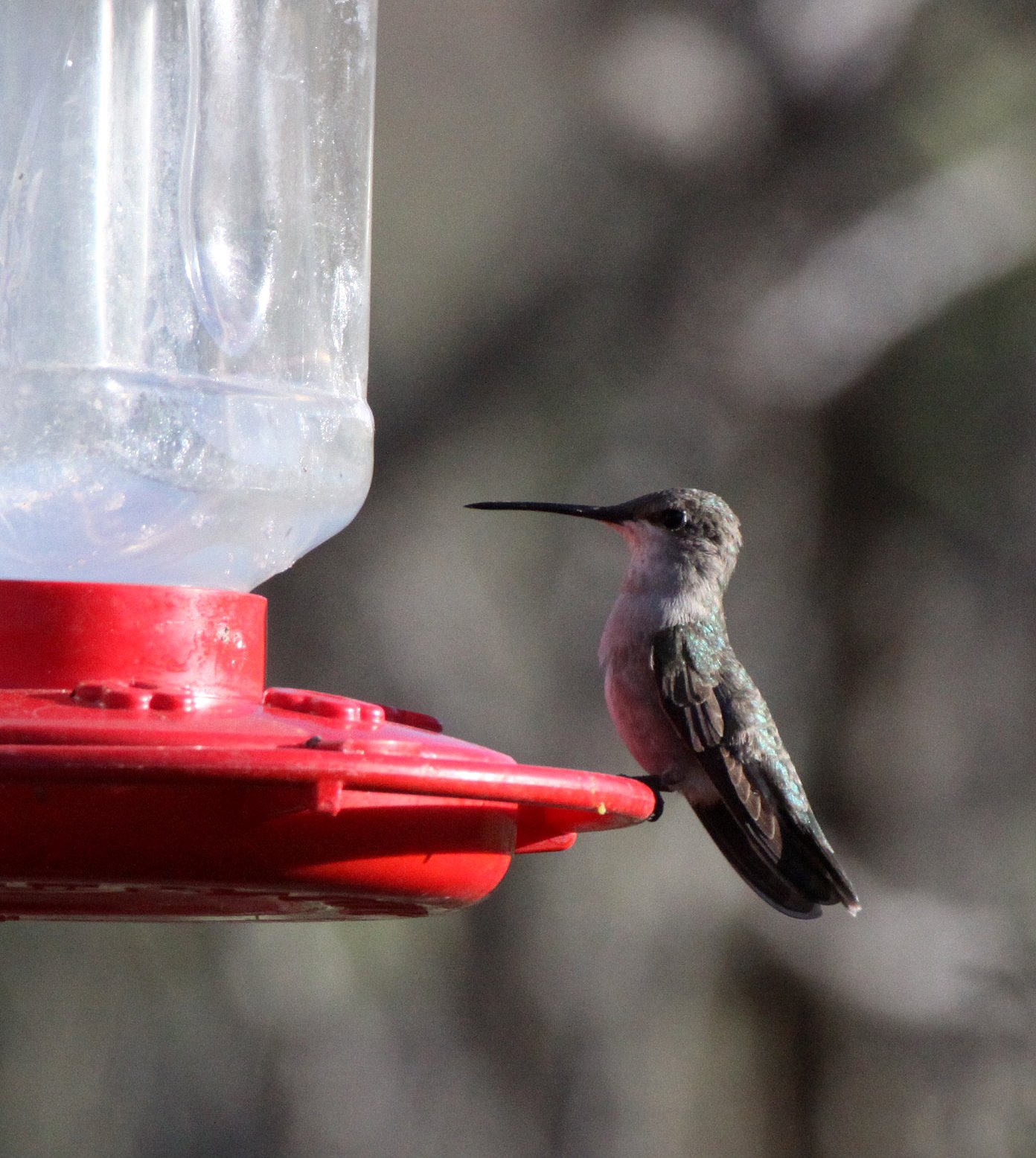 BIRD - HUMMINGBIRD - BLACK-CHINNED IMMATURE - FRANKLIN MOUNTAINS STATE PARK TEXAS.JPG