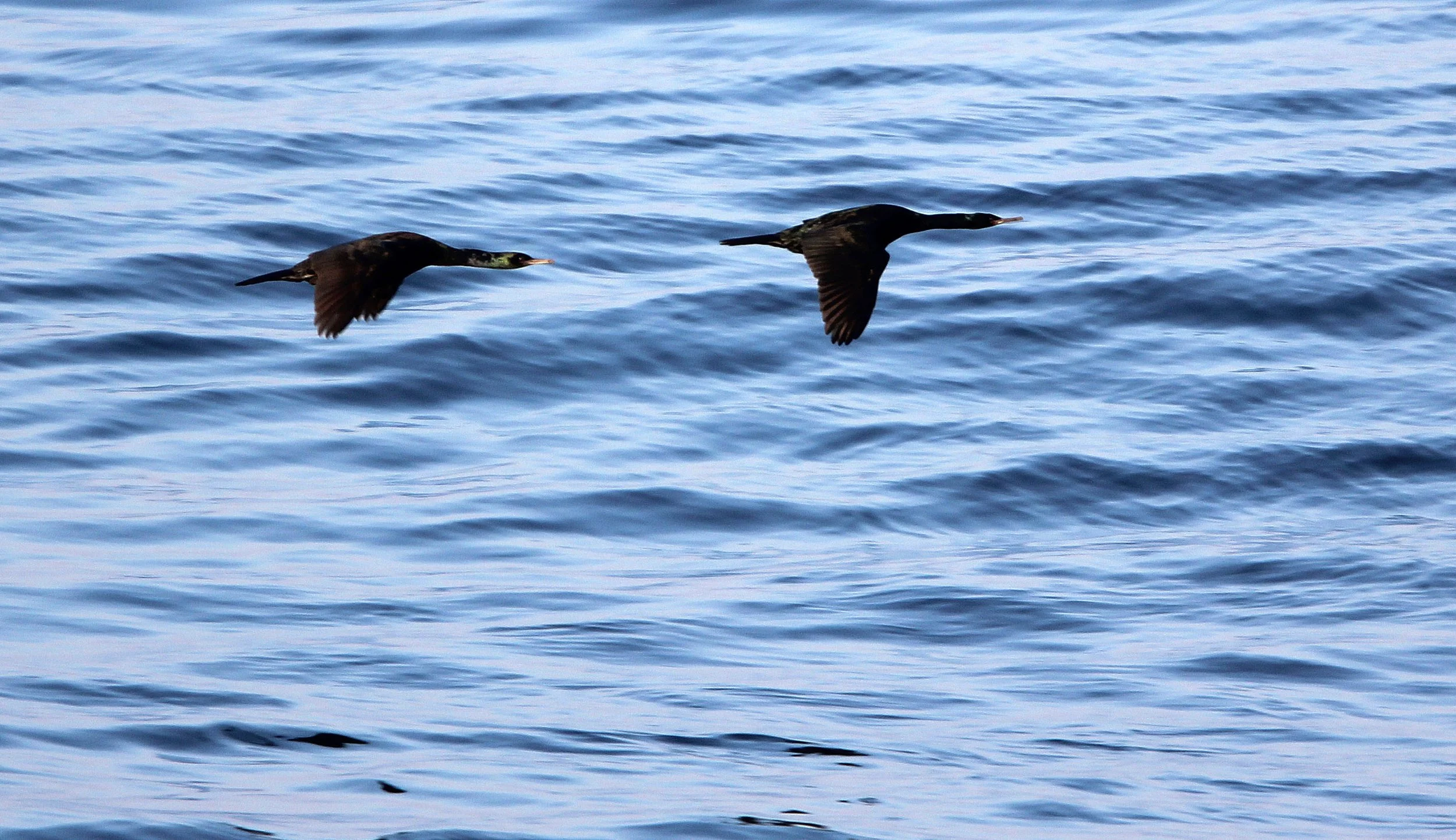 Urile pelagicus - Pelagic Cormorant - Hanasaki Cape, Nemuro Peninsula, Hokkaido Japan (20).JPG