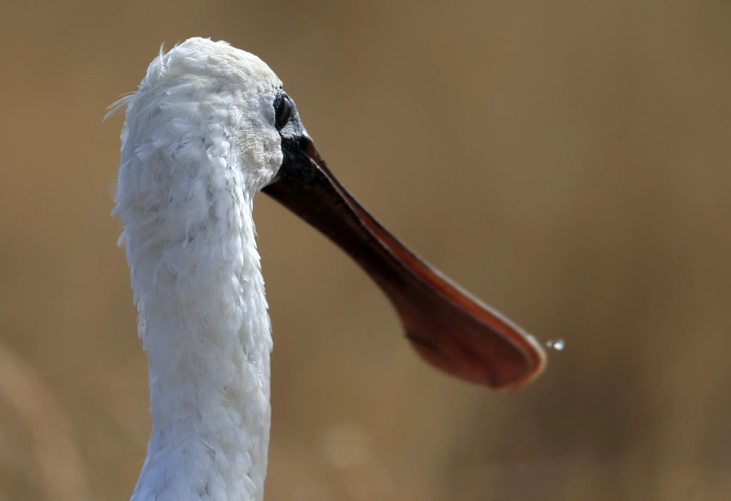 Black-faced Spoonbill (Platalea minor) Izumi Crane Center and Fields Izumi Kagoshima Japan (49).jpg