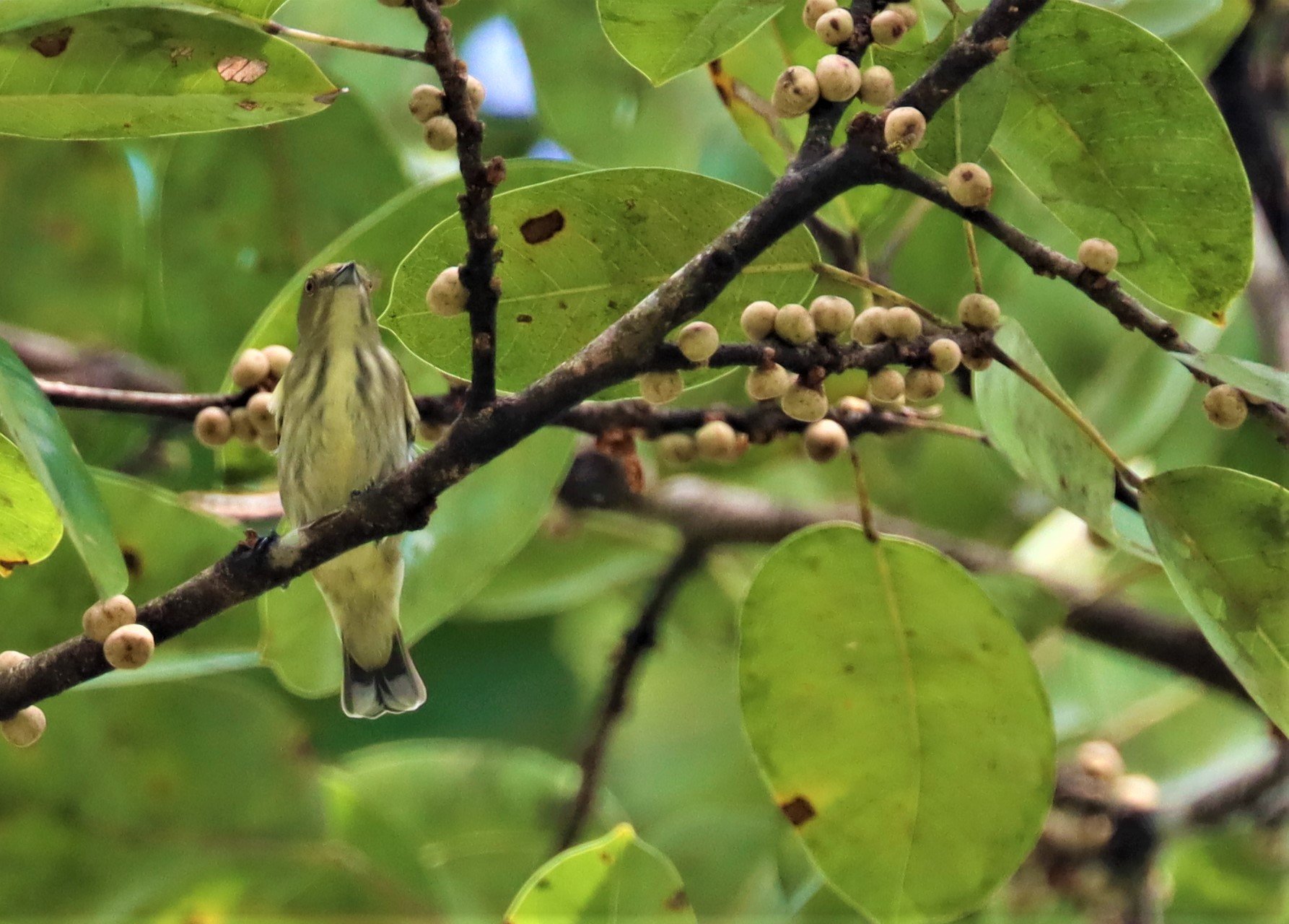 FLOWERPECKER - THICK-BILLED FLOWERPECKER - Dicaeum agile - KAENG KRACHAN - GIFTS SHOTS (9).jpg