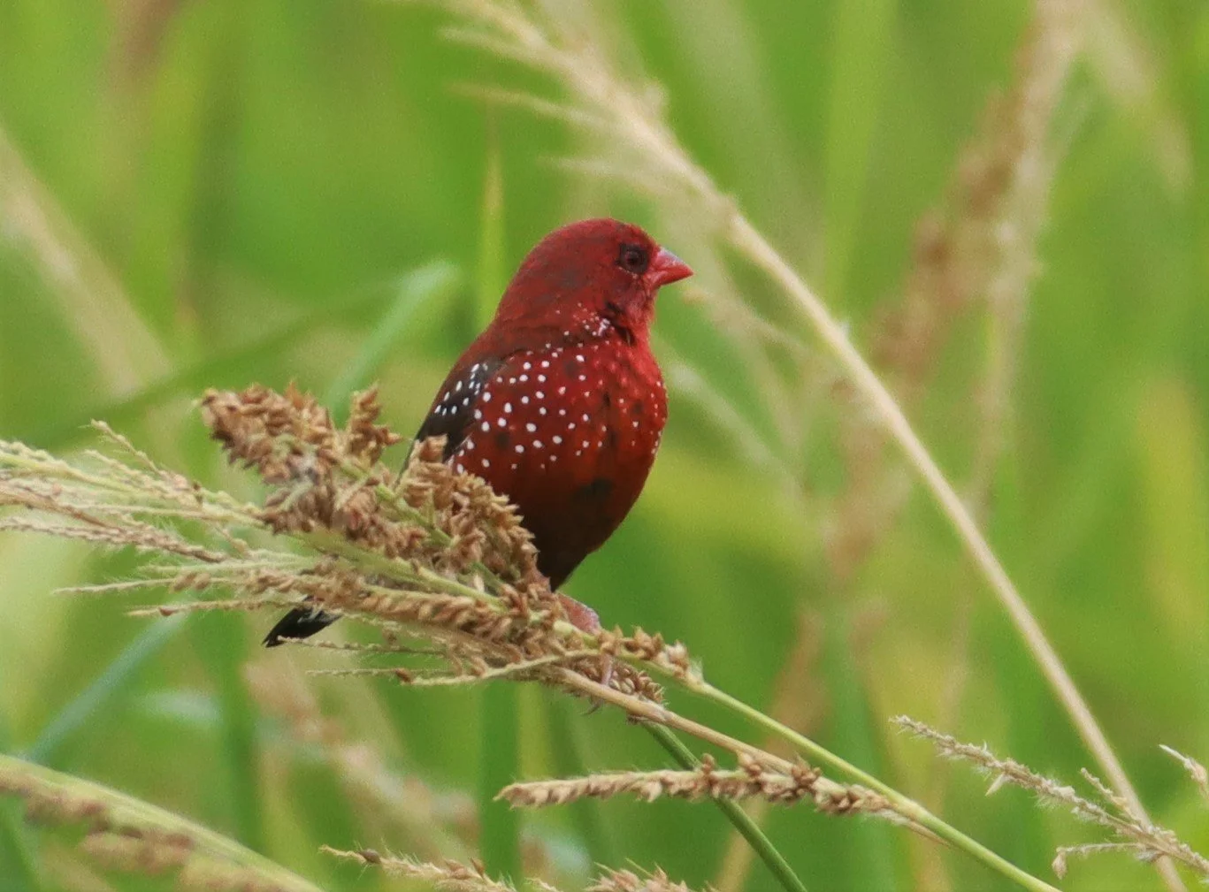 RED AVADAVAT - Amandava amandava - LAD KRABANG  THAP YAO RICE FIELDS AUGUST 14 2021 (36).jpg