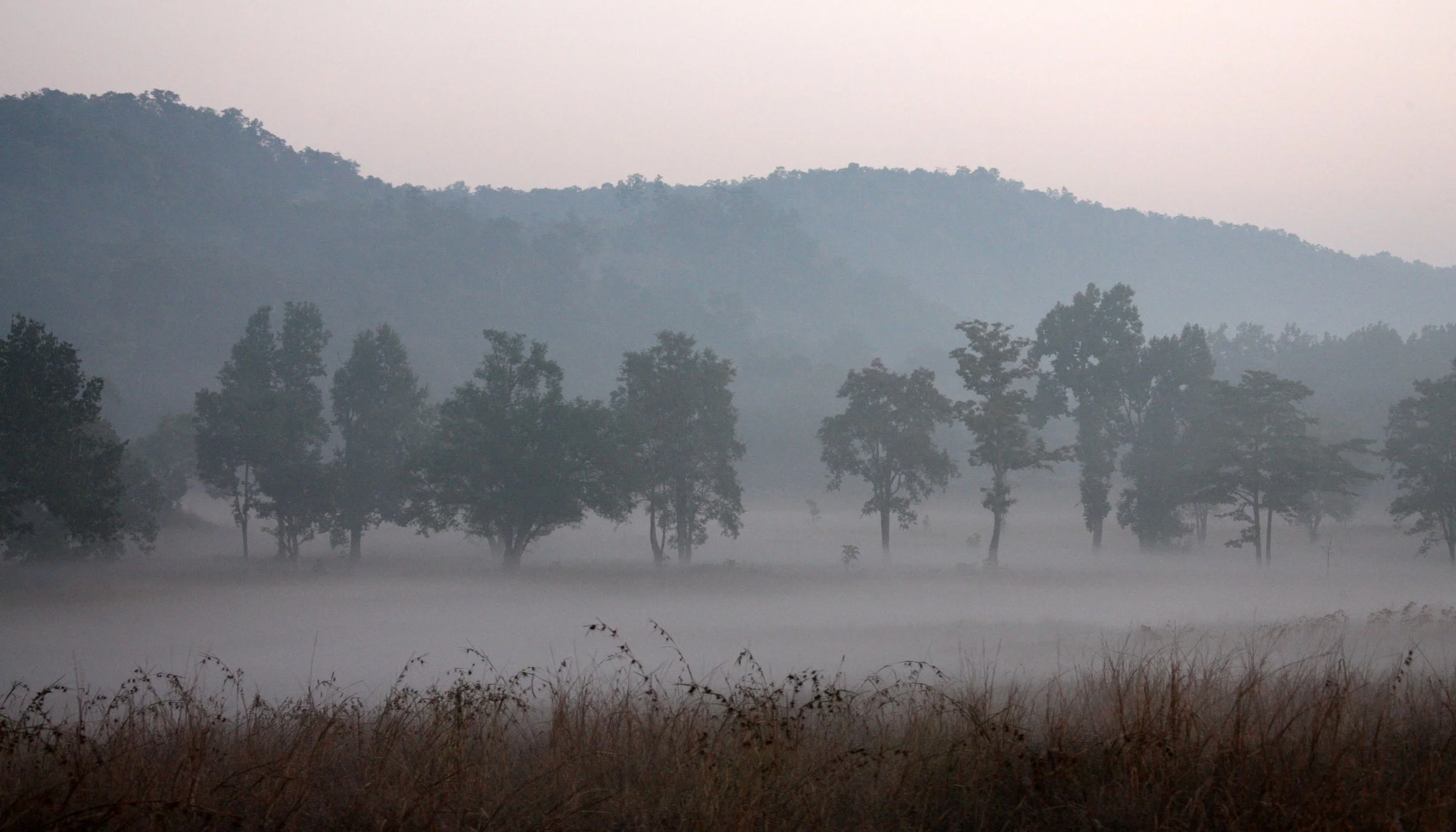 MADHYA PRADESH - KANHA NATIONAL PARK MADHYA PRADESH INDIA (21).JPG