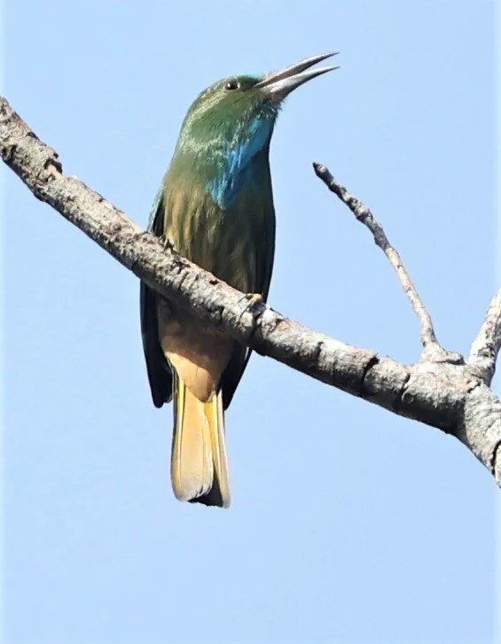 BEE-EATER - BLUE-BEARDED BEE-EATER - Nyctyornis amictus - KAENG KRACHAN NATIONAL PARK 16 OCT 2021 (18).jpg