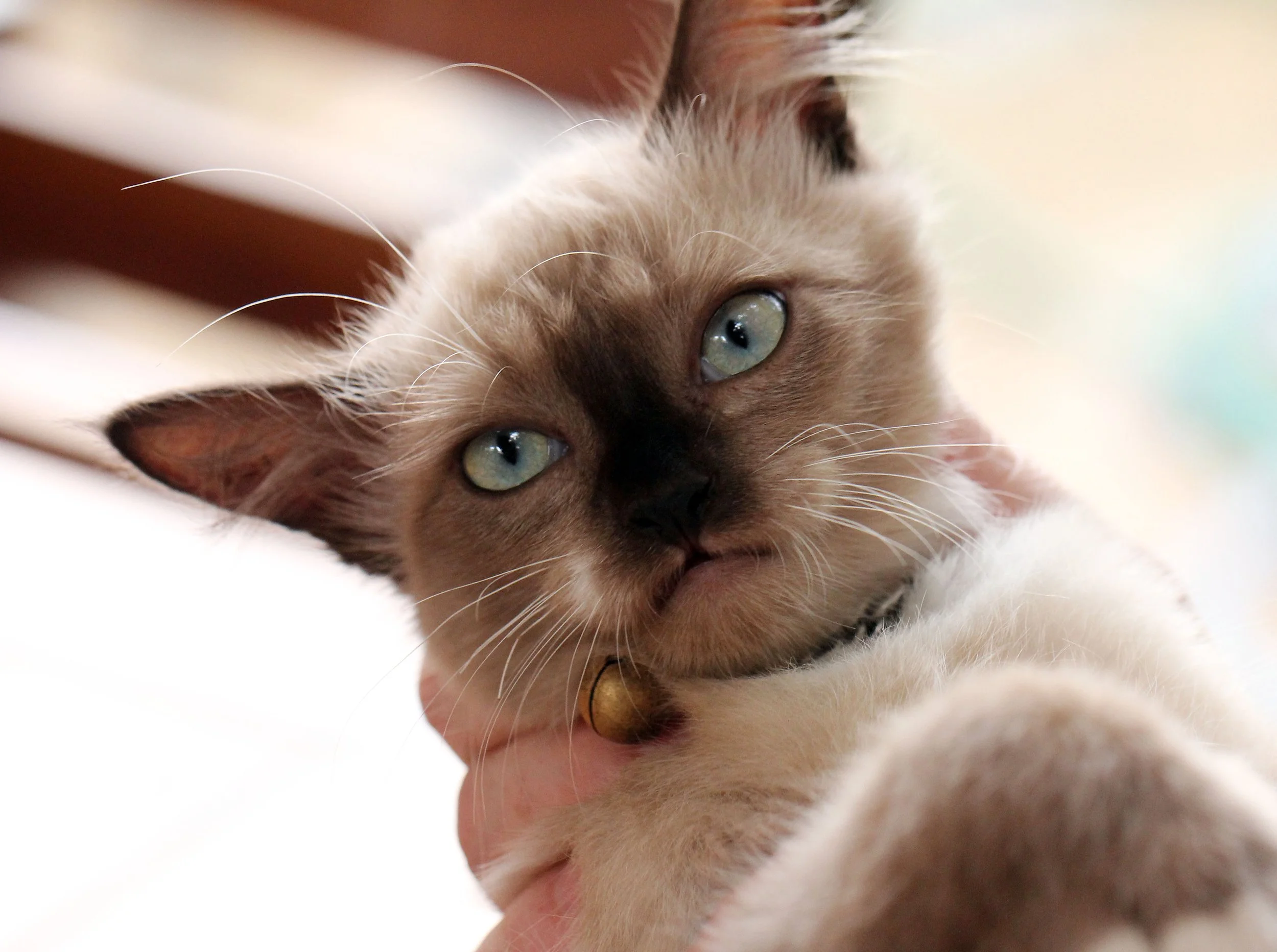 2015 Koh Lanta October Break Trip  (176).JPG