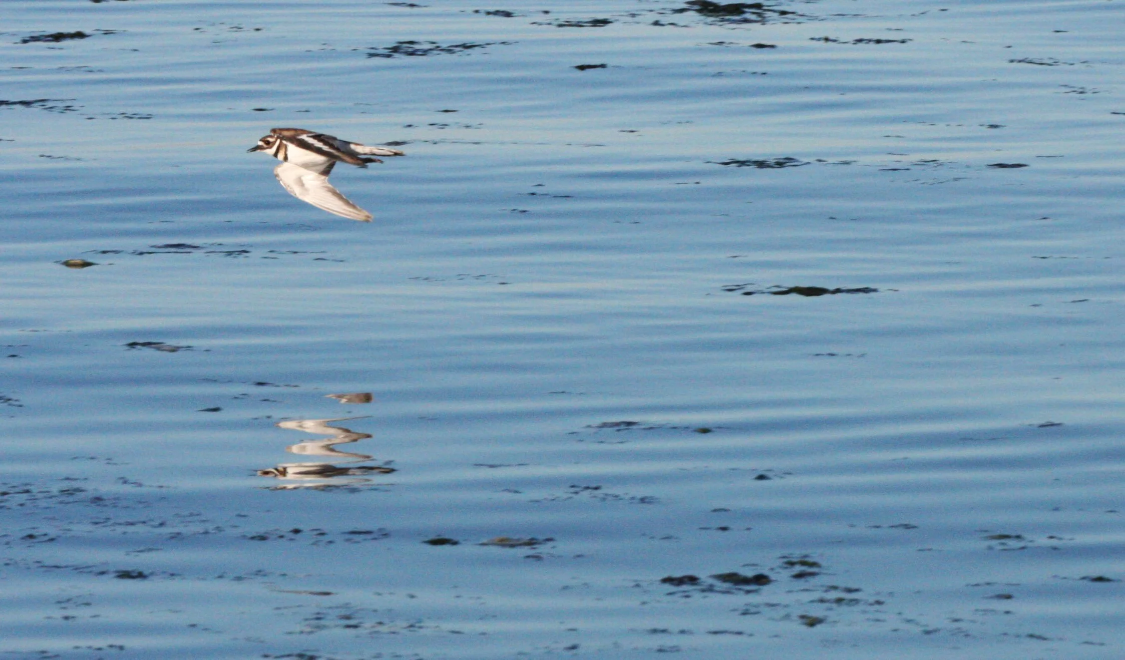 BIRD - KILLDEER - SEQUIM BAY WA.JPG