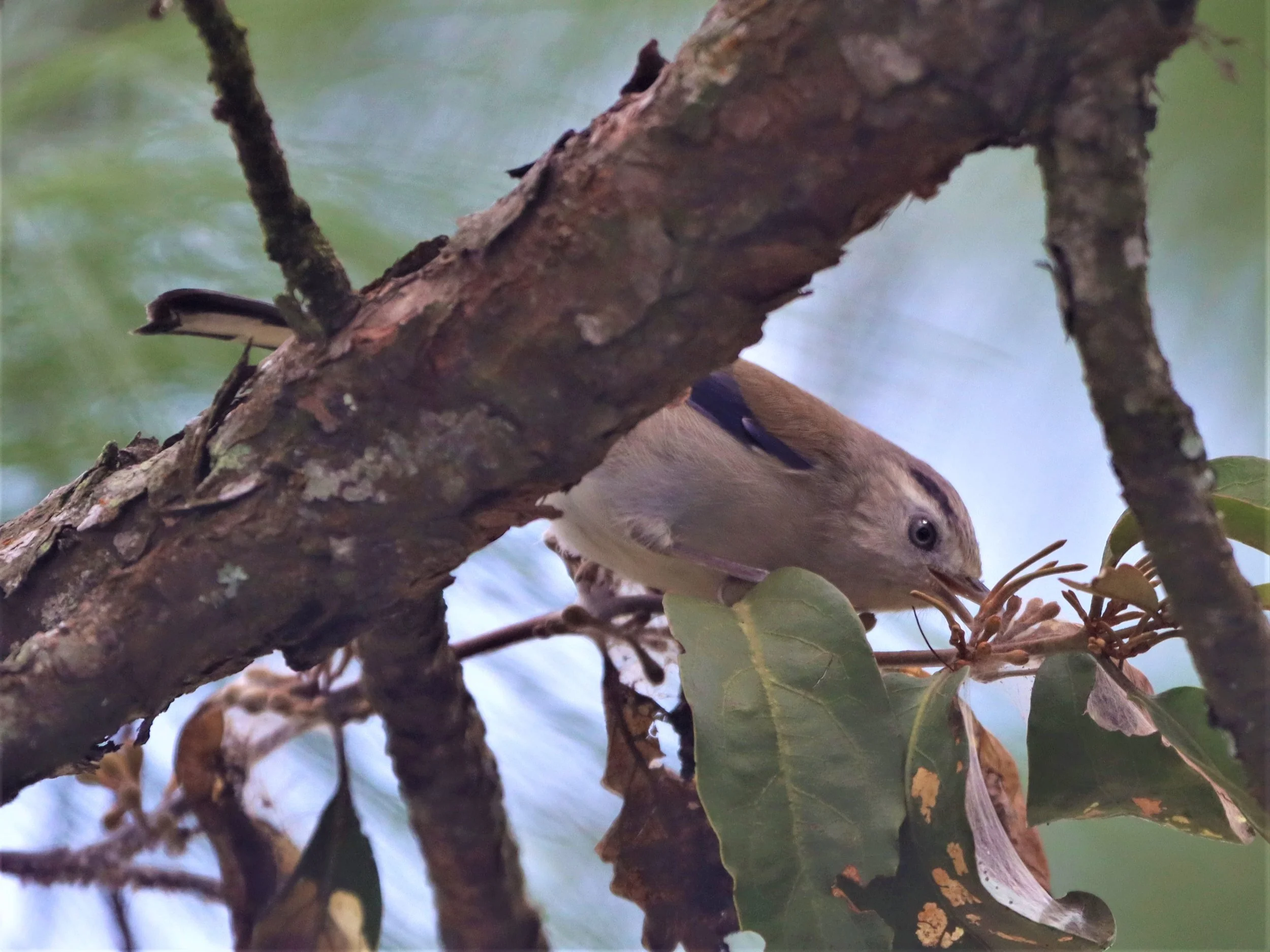 MINLA - BLUE-WINGED MINLA - Actinodura cyanouroptera - DOI ANG KANG CHIANG MAI (42).jpg