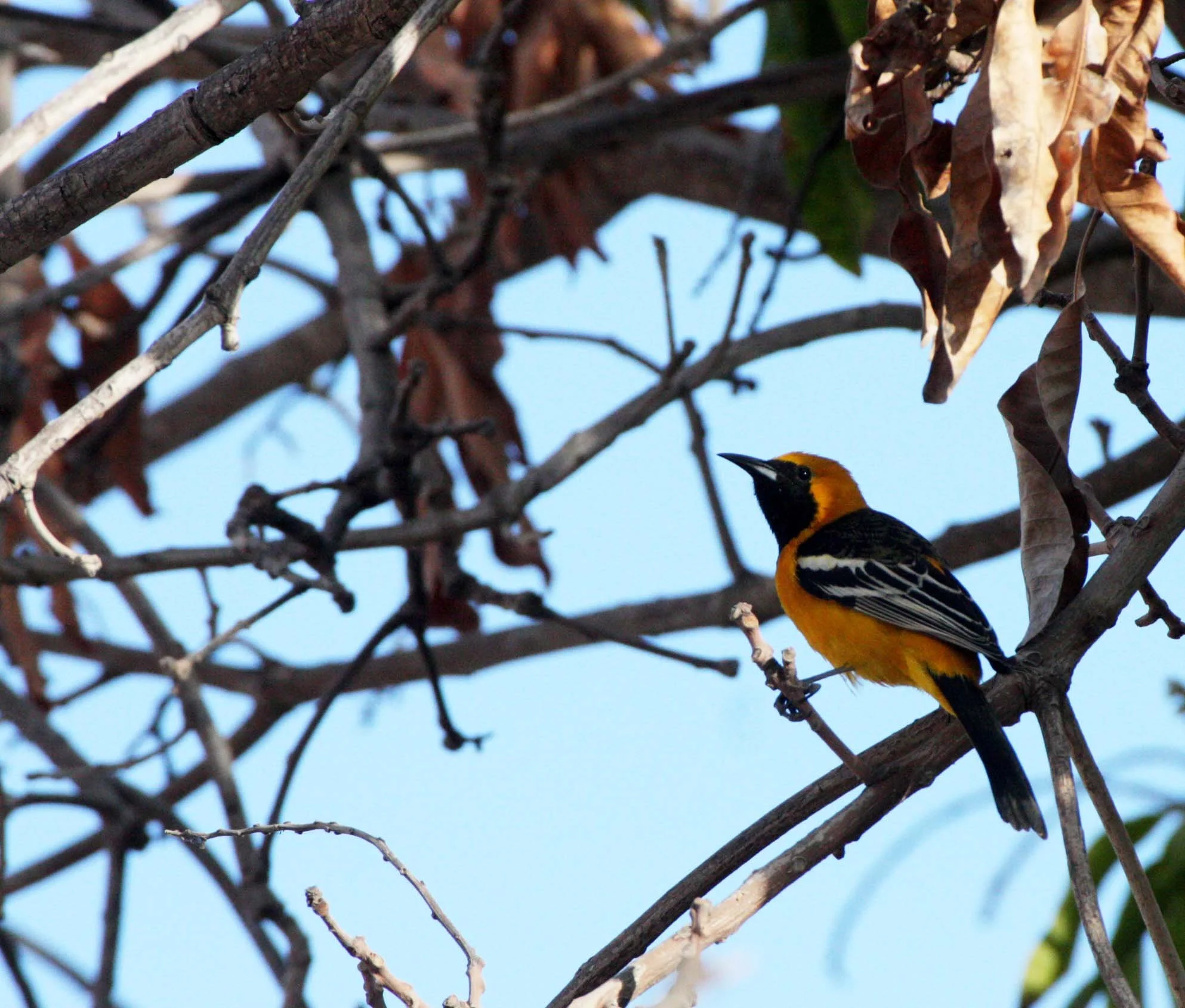 Hooded Oriole (Icterus cucullatus) Loreto Baja Mexico (2).JPG