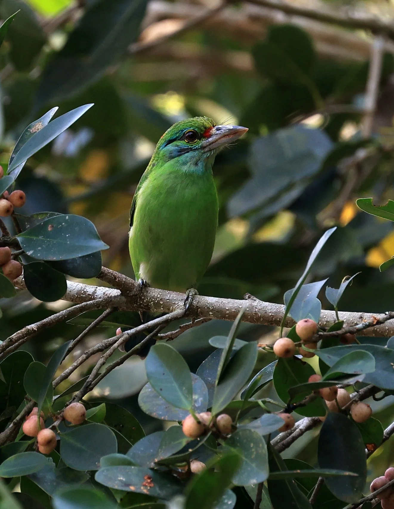 Moustached Barbet (Psilopogon incognitus) Khao Yai National Park Feb 2026 Day 2 (19).jpg