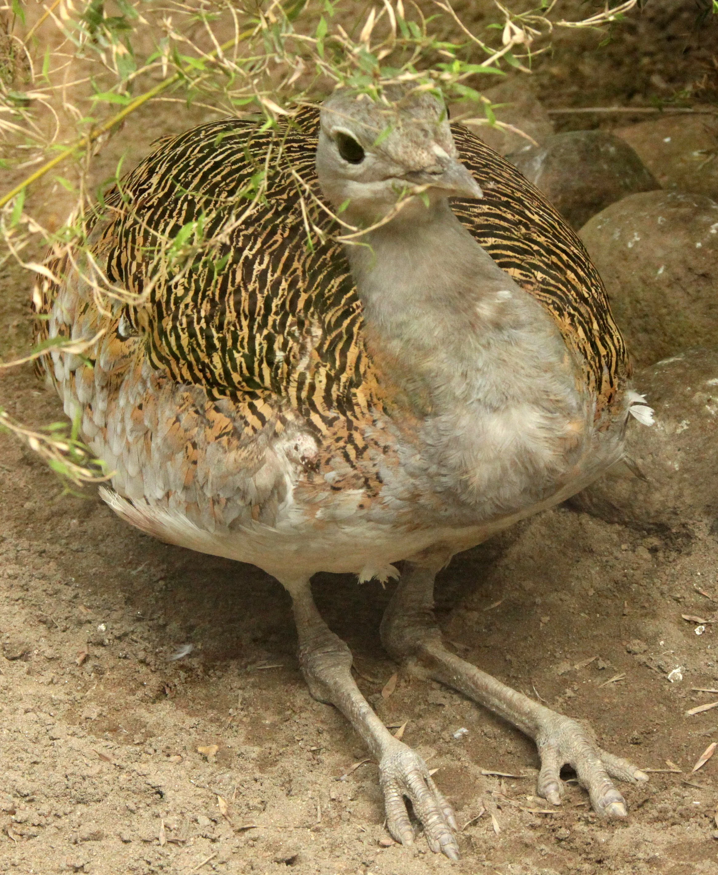 Great bustard (Otis tarda) Shanghai Zoo Captive