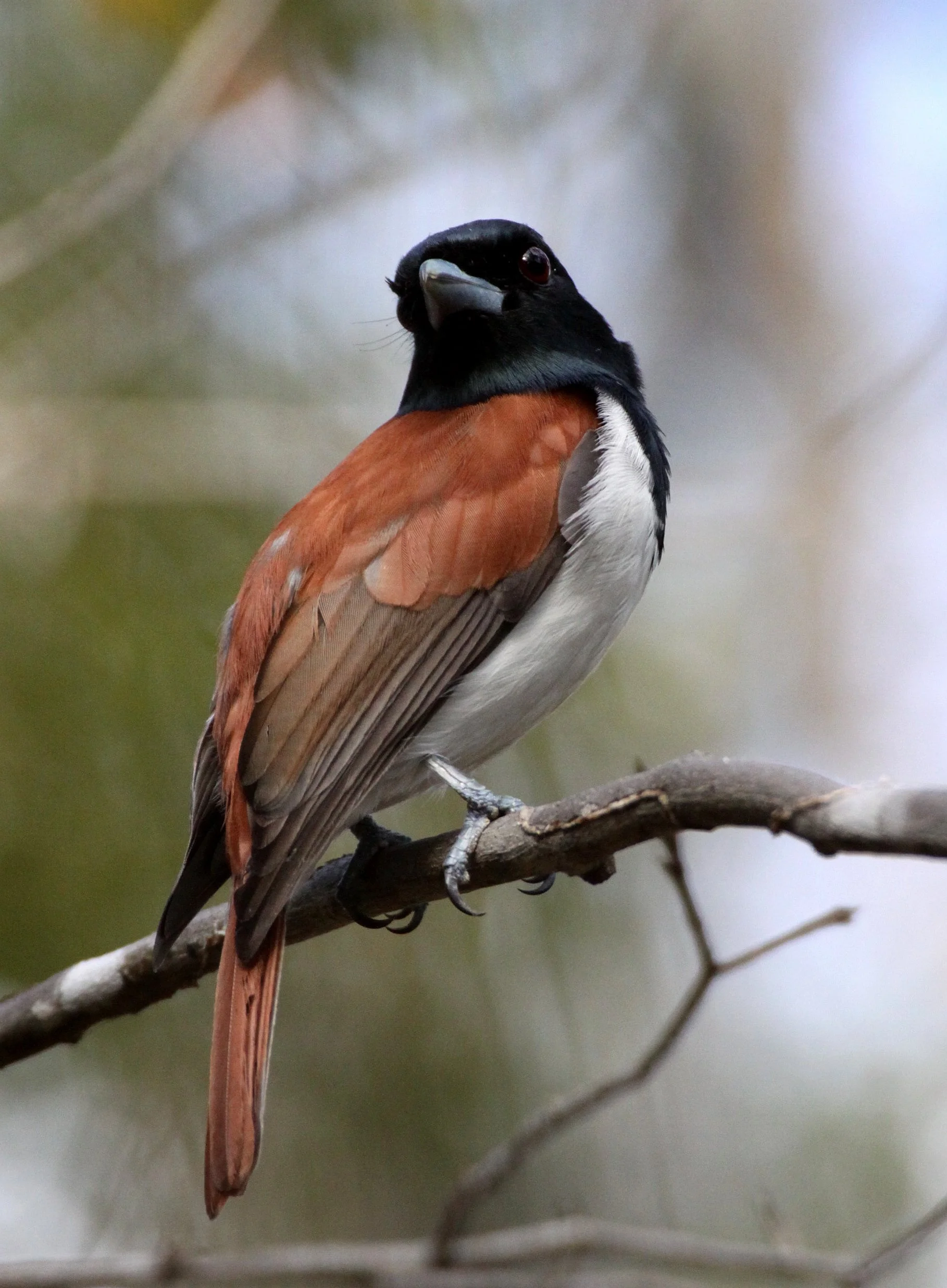 Schetba rufa - Rufous Vanga - Kirindy National Park, Madagascar (11).JPG
