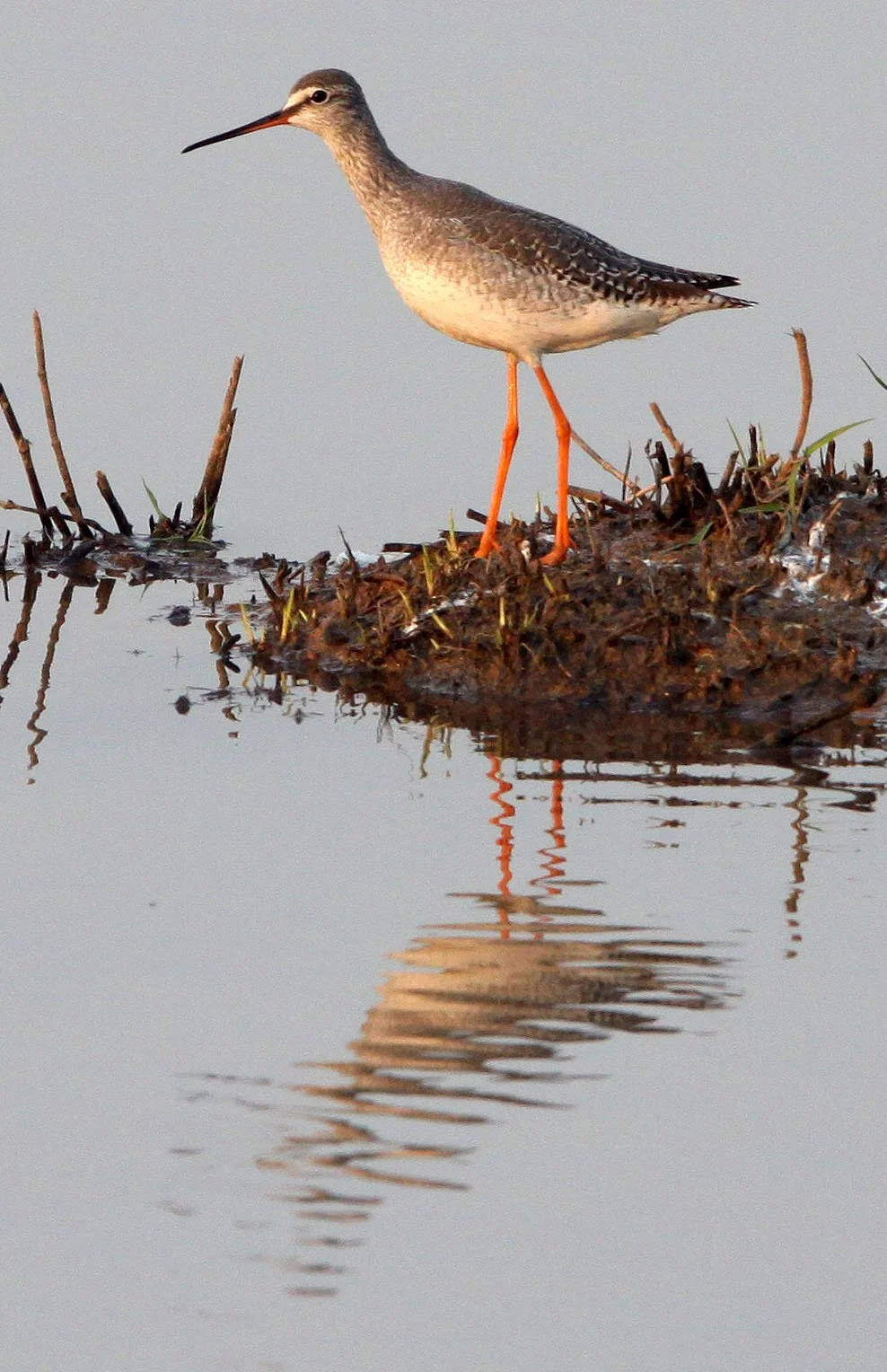 BIRD - REDSHANK - SPOTTED REDSHANK - TRINGA ERYTHROPUS - POYANG LAKE, JIANGXI PROVINCE, CHINA (8).JPG