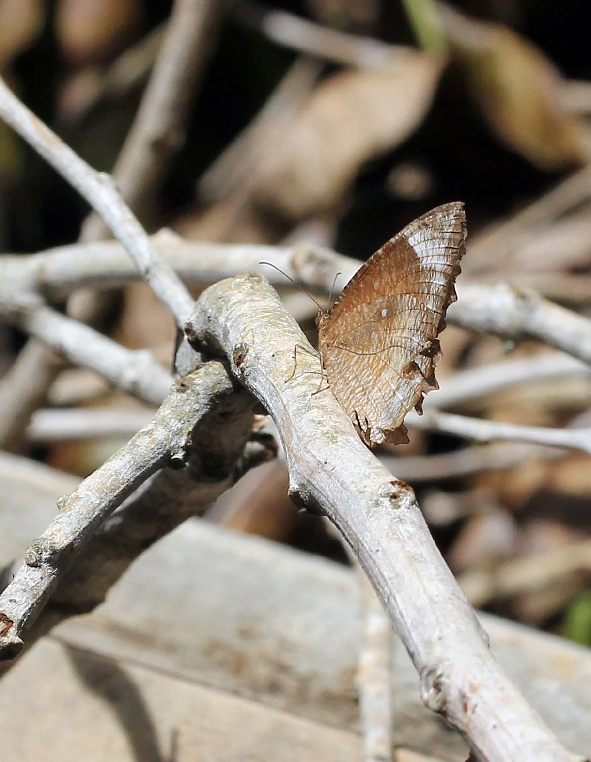 Satyridae - Elymnias species - Koh Lanta, Thailand
