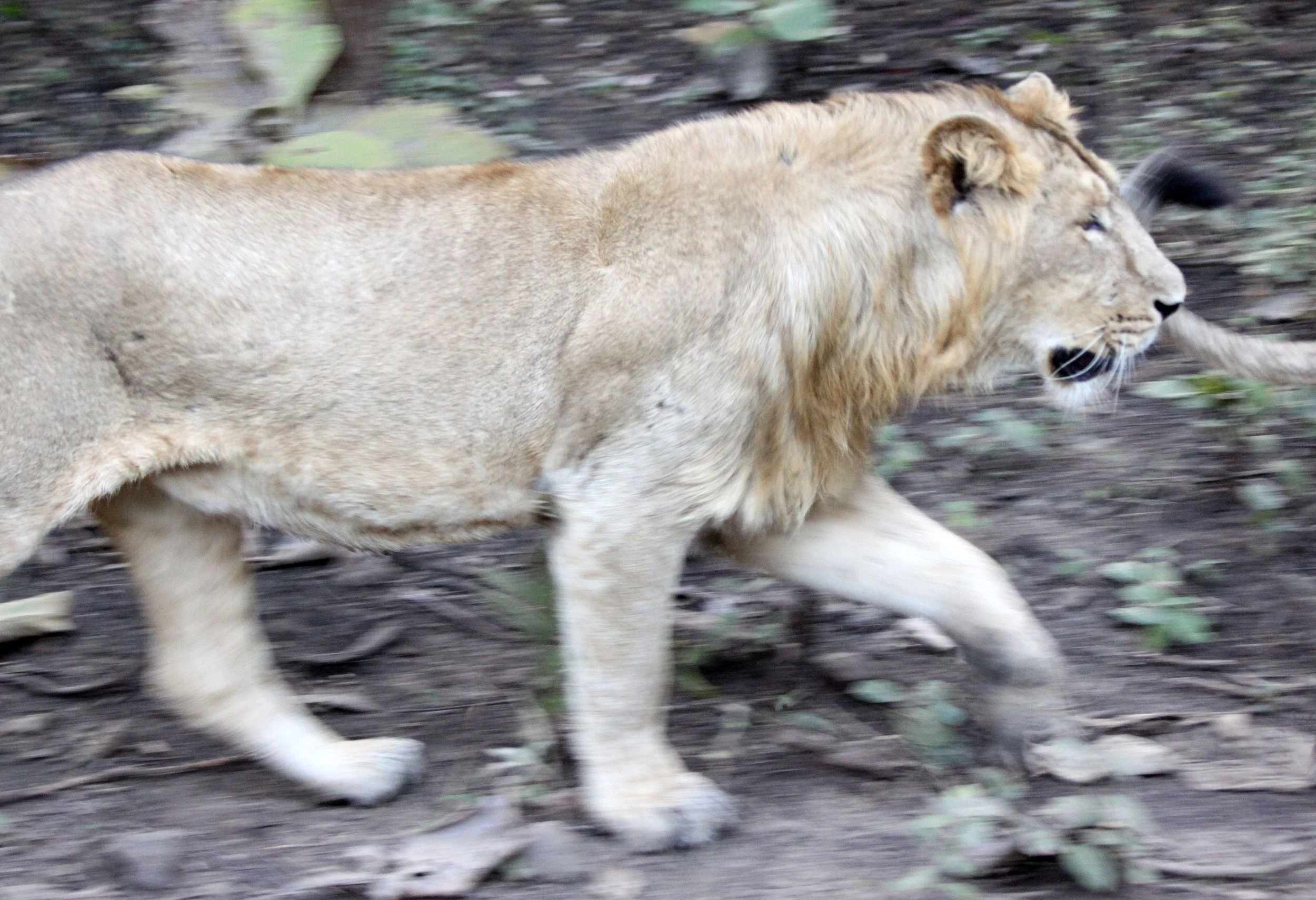 Panthera leo leo - ASIATIC LION - GIR FOREST GUJARAT INDIA (206).JPG