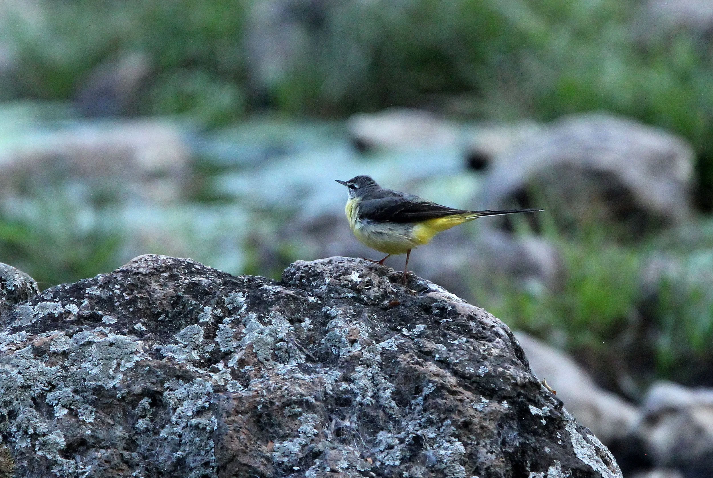 GREY WAGTAIL - Motacilla cinerea - HUAI KHA KHAENG NATURE RESERVE - KAPOK KAPIEN STATION & MINERAL LICK - THAILAND (11).JPG