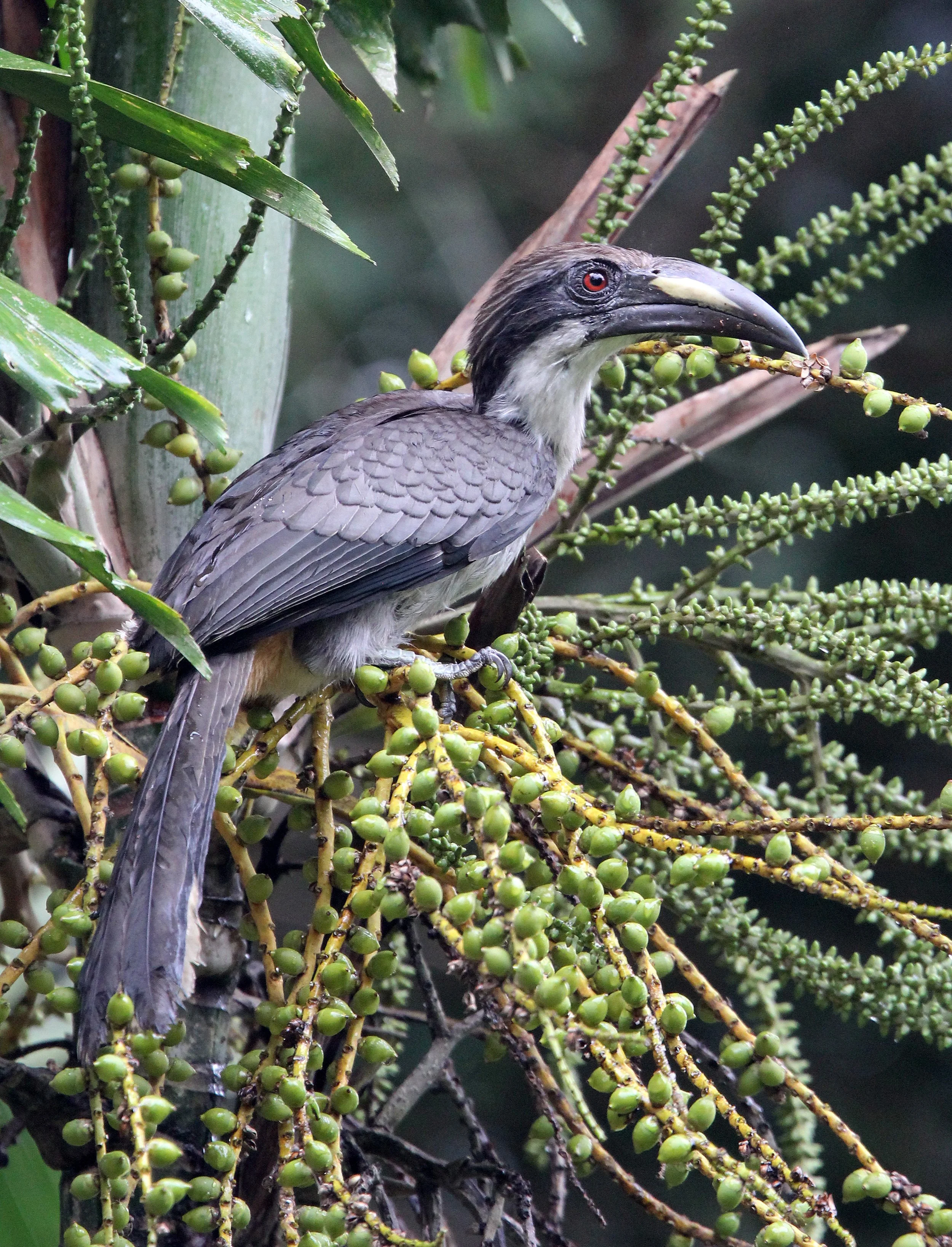 Ocyceros gingalensis - SRI LANKA GREY HORNBILL -  KITULGALA NATIONAL FOREST RESERVE SRI LANKA (8).JPG