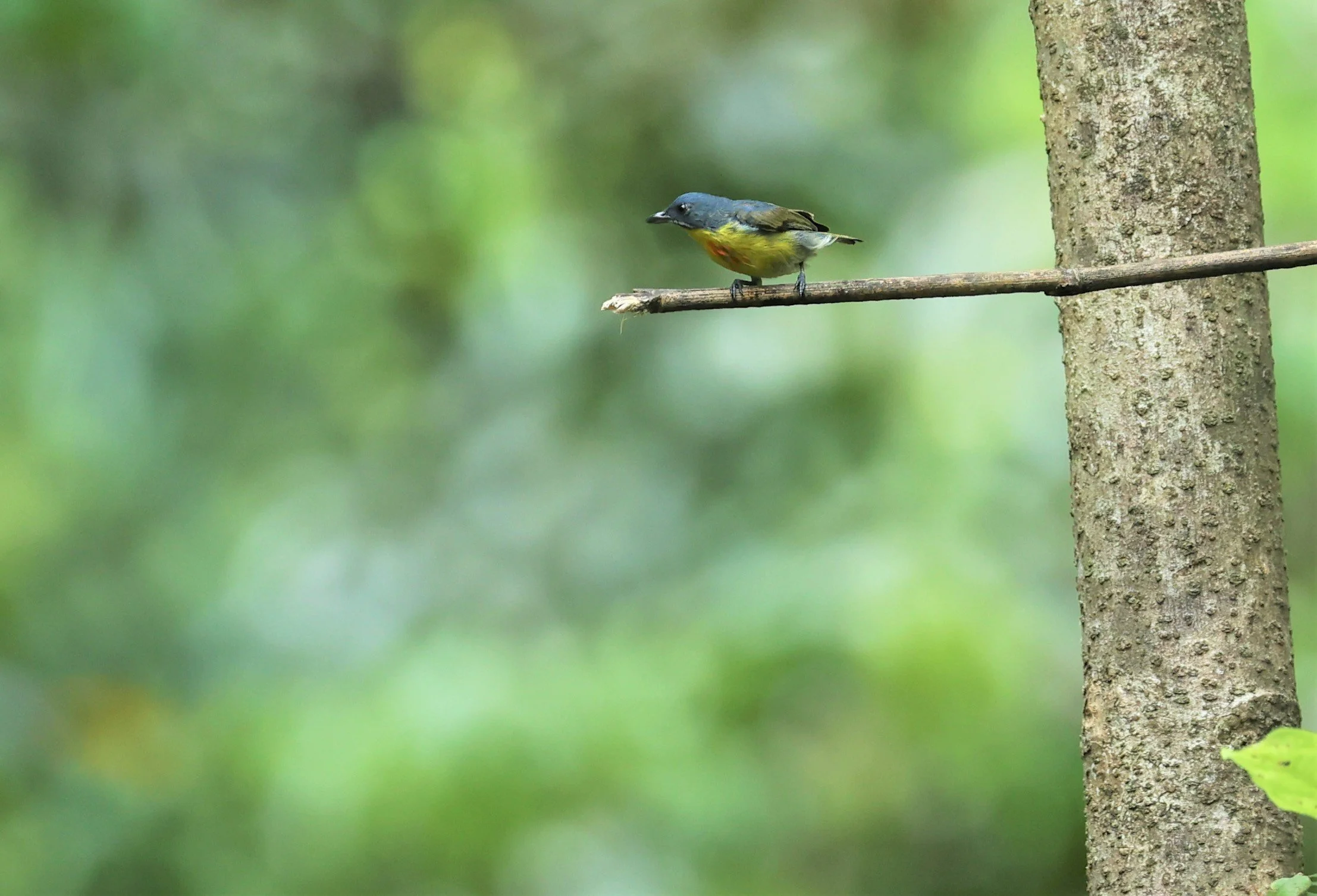 FLOWERPECKER - CRIMSON-BREASTED FLOWERPECKER - Prionochilus percussus - SRI PHANG NGA AREA SONGKRAN 2022 (11).jpg
