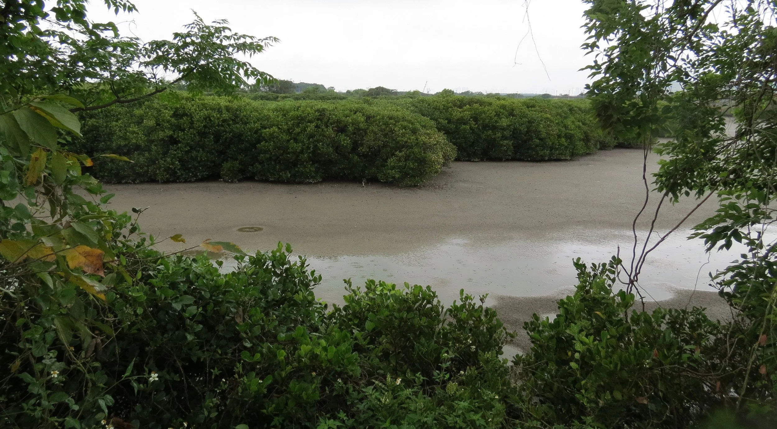 MAI PO WETLANDS HONG KONG (38).JPG