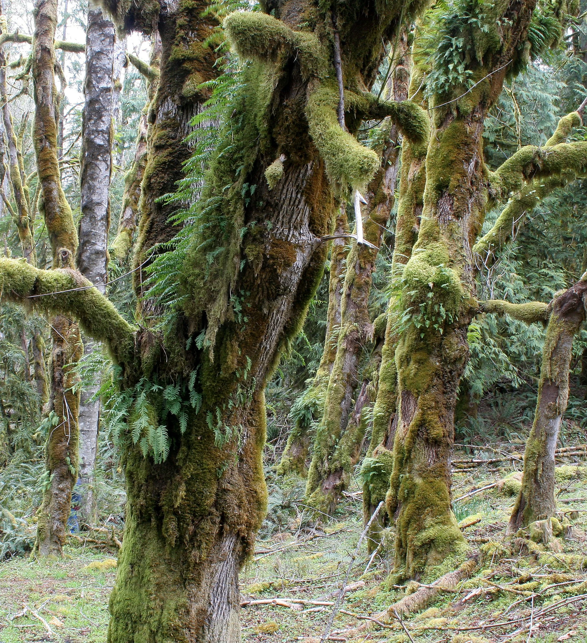 ELWHA RIVER VALLEY (19).JPG