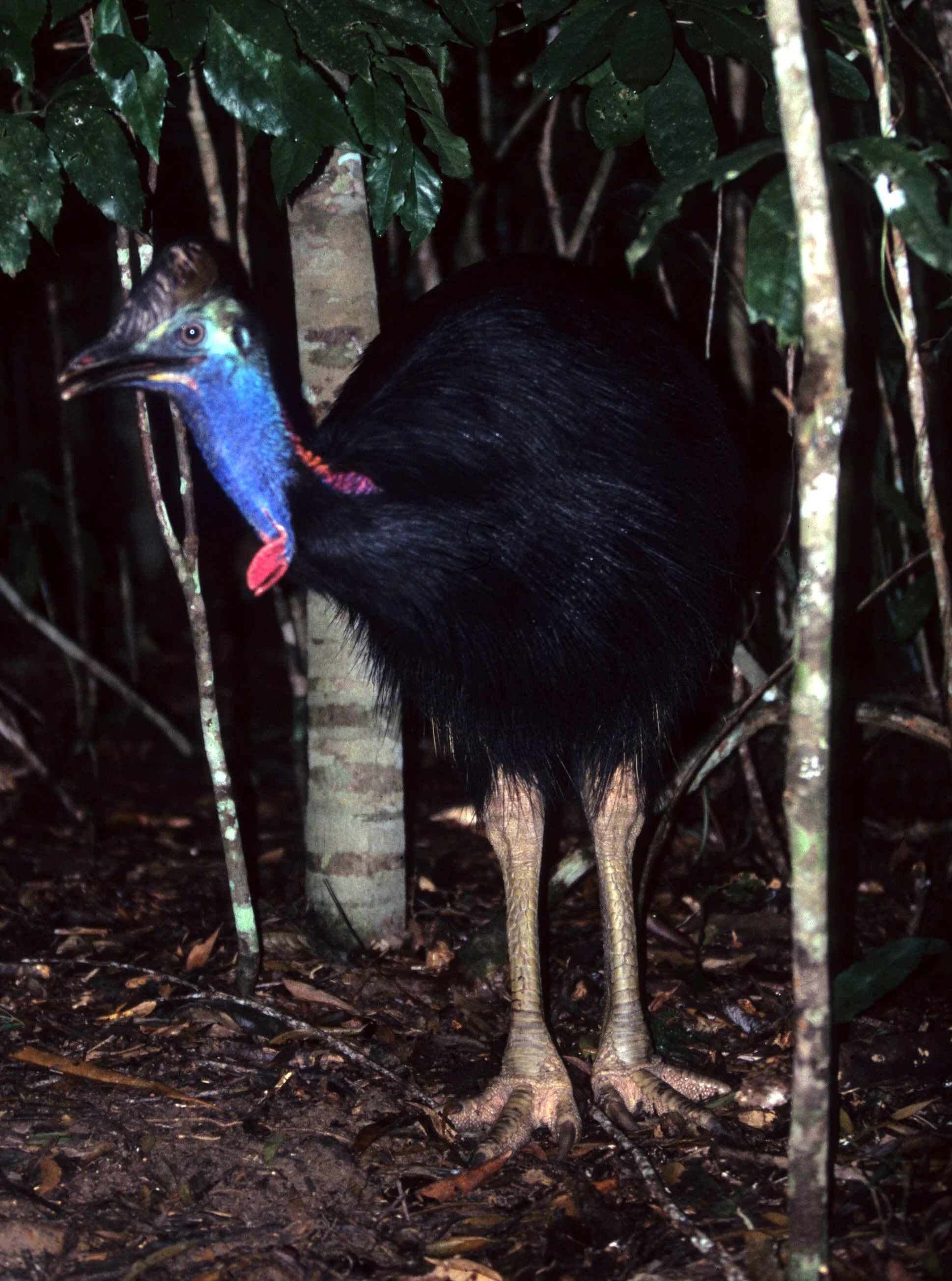 BIRD - SOUTHERN CASSOWARY - DAINTREE RAINFOREST D.jpg