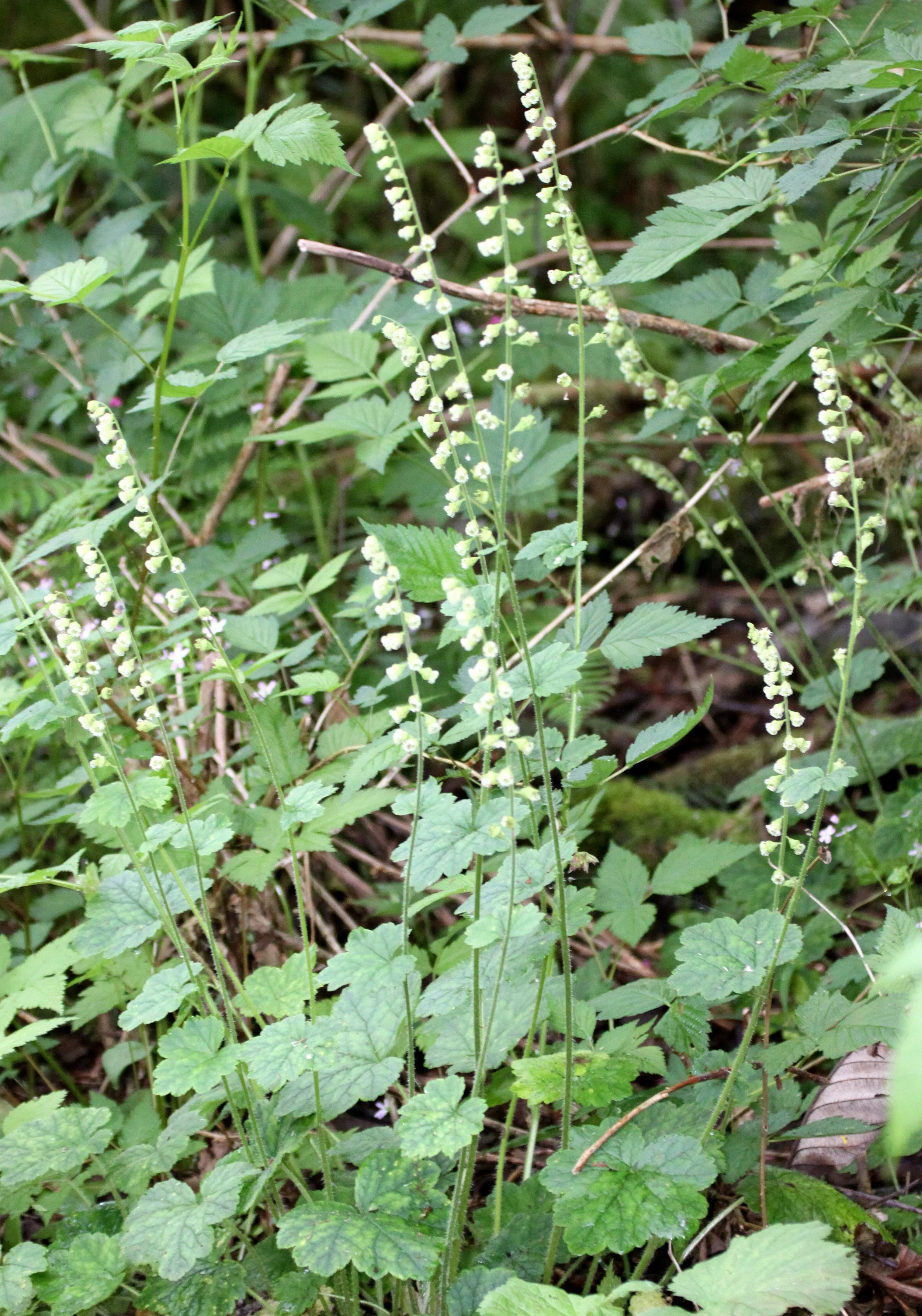 SAXIFRAGACEAE - SAXIFRAG SPECIES - THOMPSON SOUND BC (2).JPG