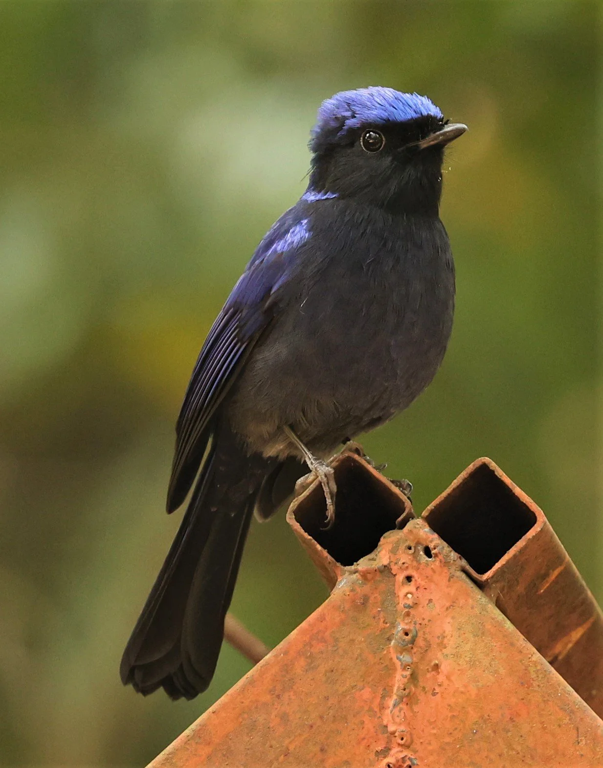 NILTAVA - SMALL NILTAVA - Niltava macgrigoriae - DOI ANG KHANG CHIANG MAI (38).jpg