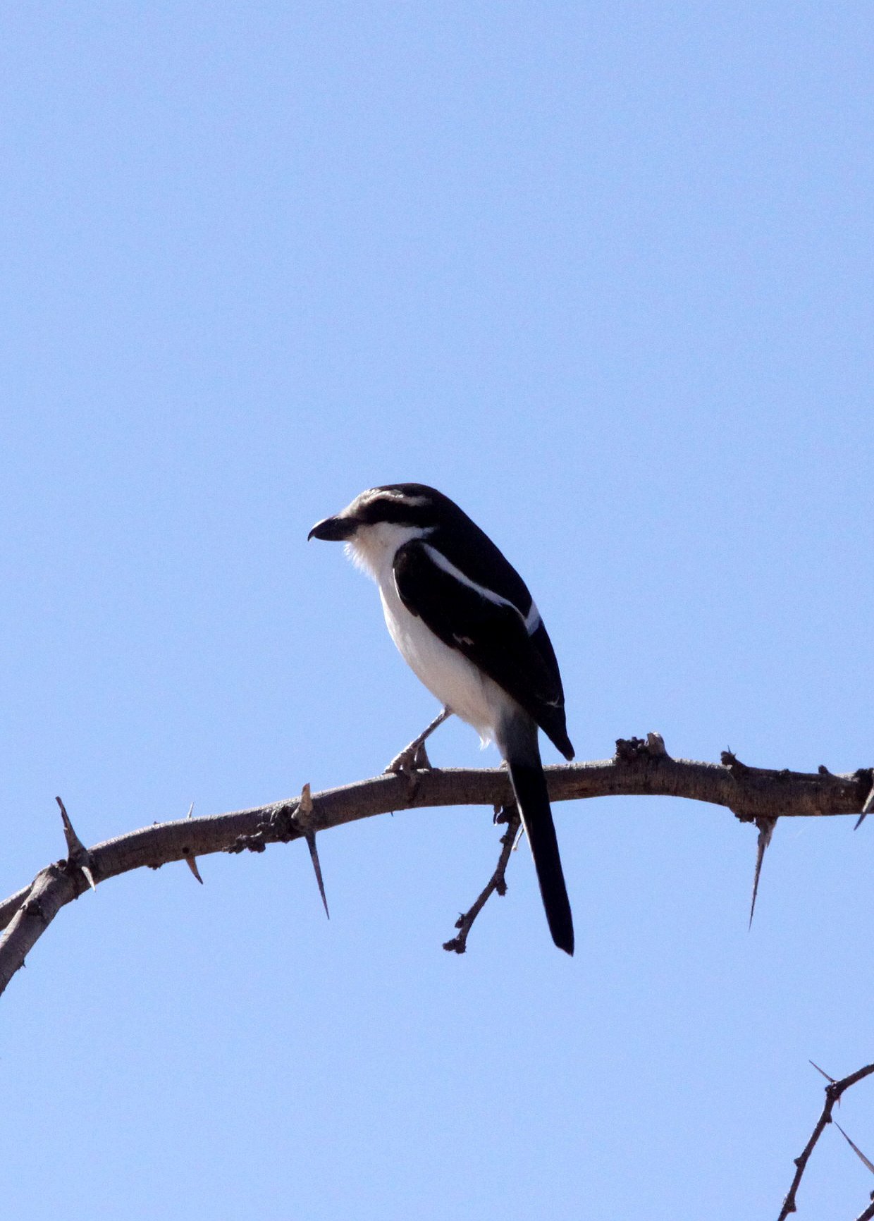 Common Fiscal Shrike (Lanius collaris) Imfolozi NP South Africa