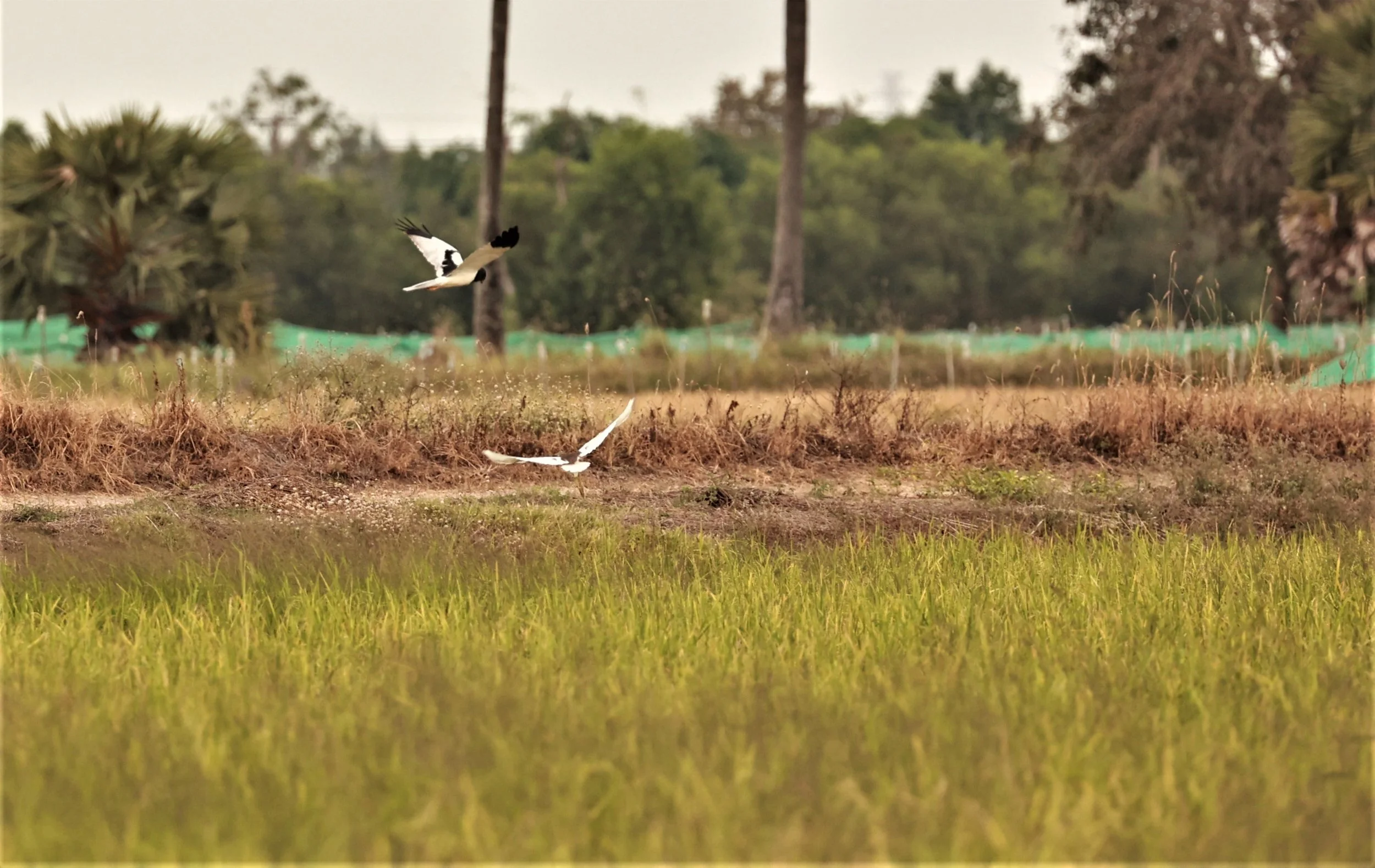 HARRIER - PIED HARRIER - Circus melanoleucos - PATHUM THANI RICE RESEARCH CENTER 06 JAN 2023.jpg