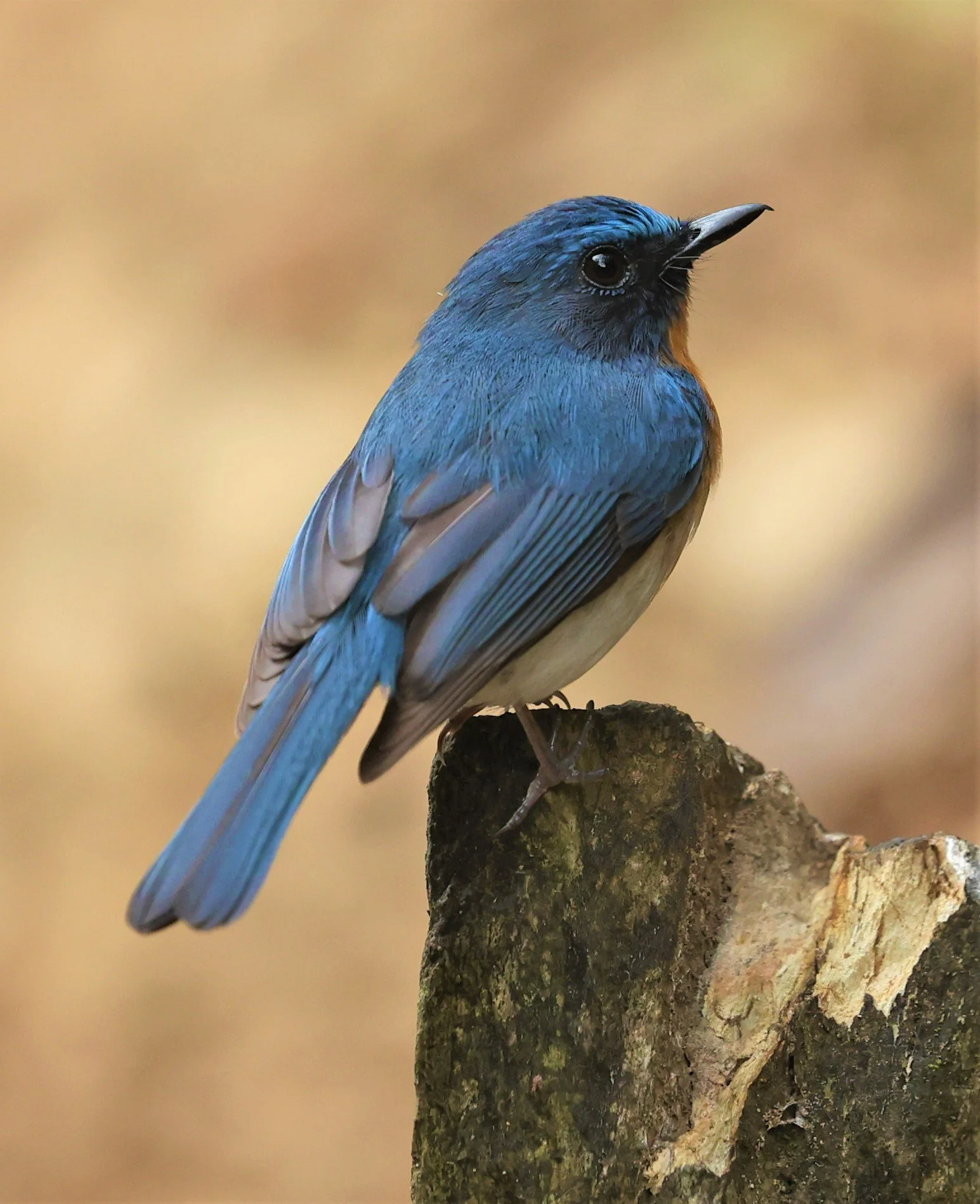 FLYCATCHER - INDOCHINESE BLUE-FLYCATCHER - Cyornis sumatrensis - SRI SATCHANALAI NP MANAO WATERHOLE MAY 1 2022 (49).jpg