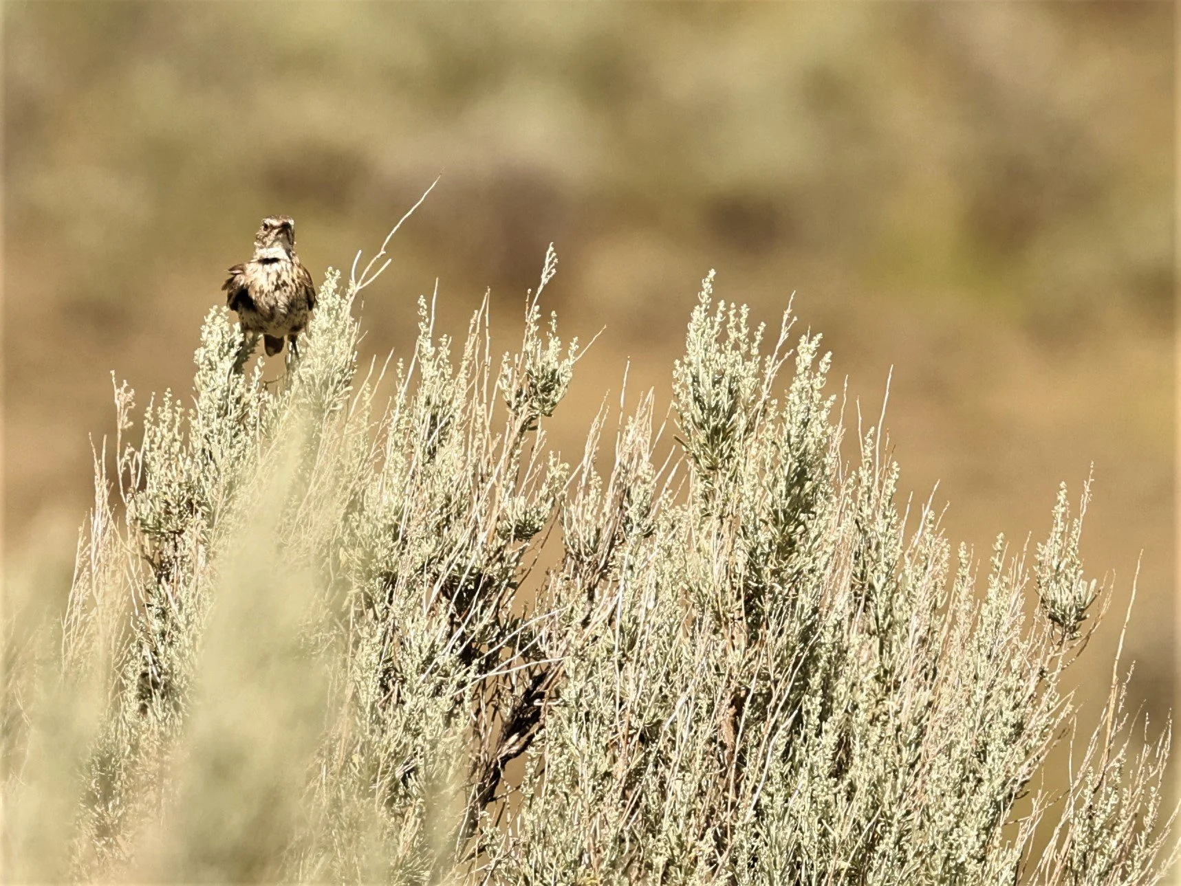Western Meadowlark (Sturnella neglecta) Fossil Buttes National Monument Wyoming (1).jpg