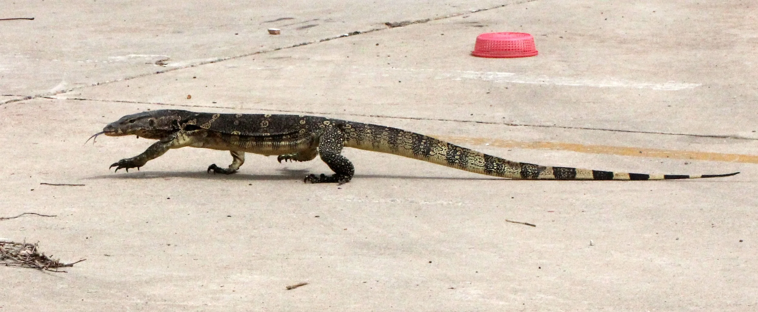 Varanus salvator macromaculatus - SOUTHEAST ASIAN WATER MONITOR LIZARD - BANGKOK PATANA CAMPUS THAILAND (5).JPG