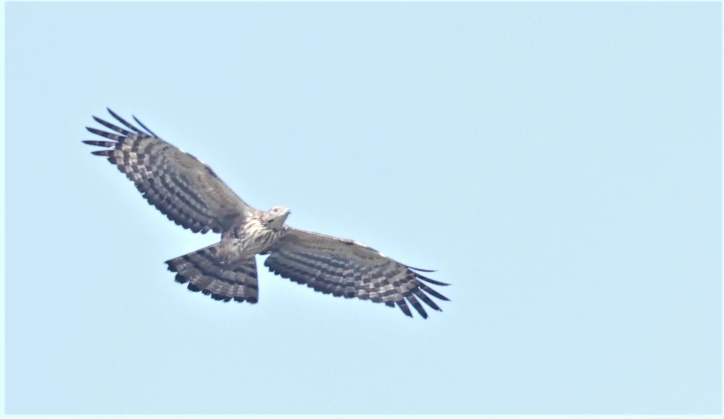 BUZZARD - ORIENTAL HONEY BUZZARD - Pernis ptilorhynchus - CHIANG SAEN CHIANG RAI - COUNTRYSIDE AND SMALL LAKE  (2).JPG